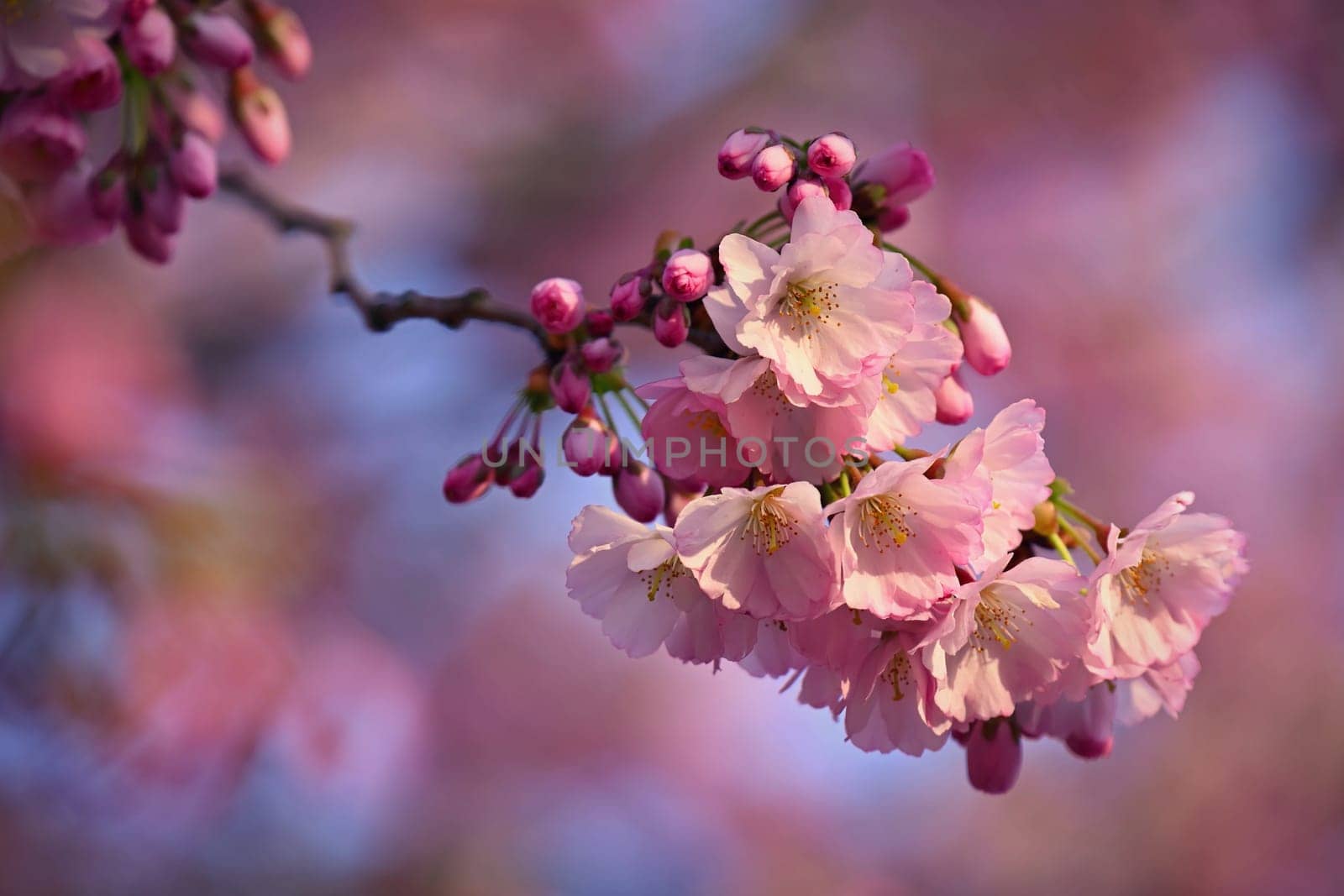 Spring background. Beautiful colorful blooming spring tree. Japanese cherry - Sakura. Nature background.