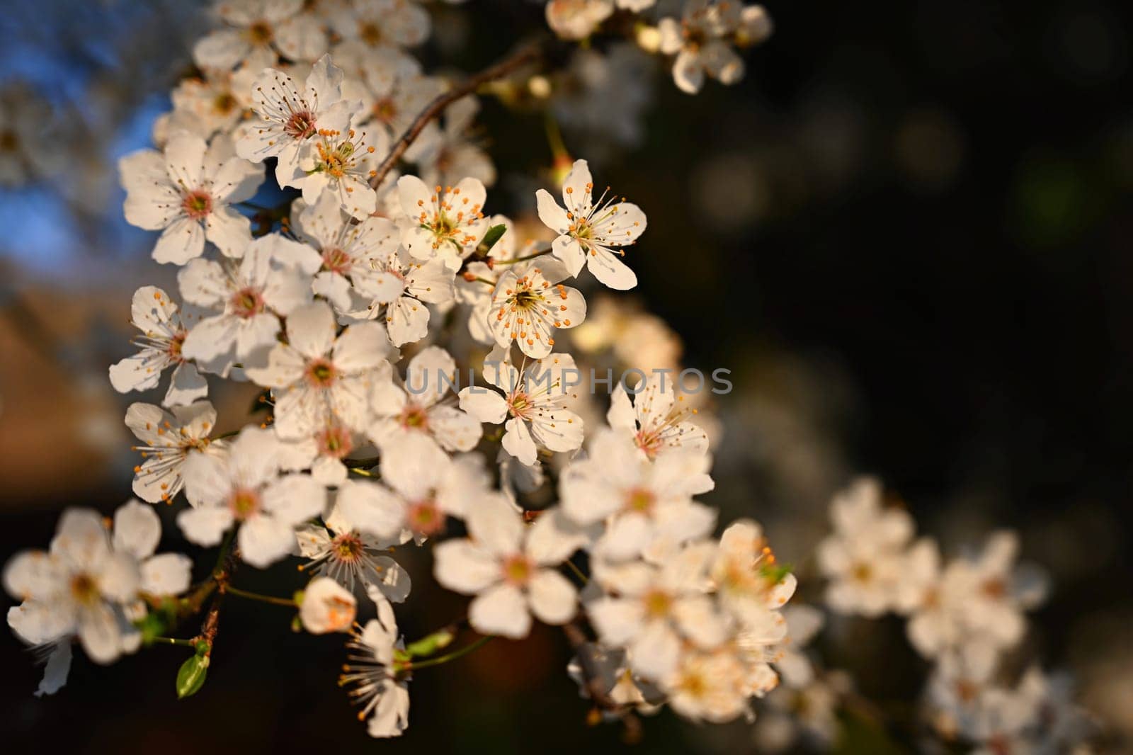 Flowering tree. Beautiful spring background with nature. Colorful flowers in spring time.
