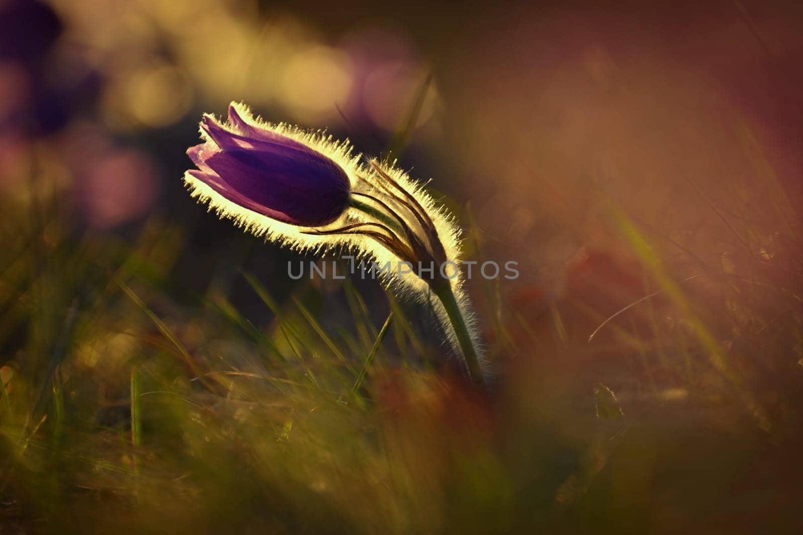 Nice little purple flower in the spring. Beautiful nature background for spring time on the meadow. Pasqueflower flower (Pulsatilla grandis) by Montypeter