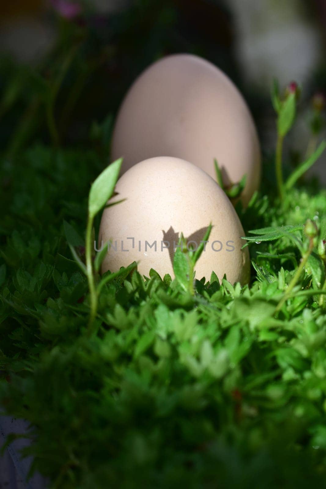 White eggs on gren leaves and blossoms as a close-up