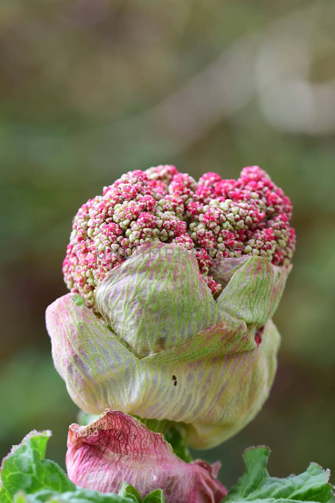 Rhubarb blossom as a close up against a blurred background