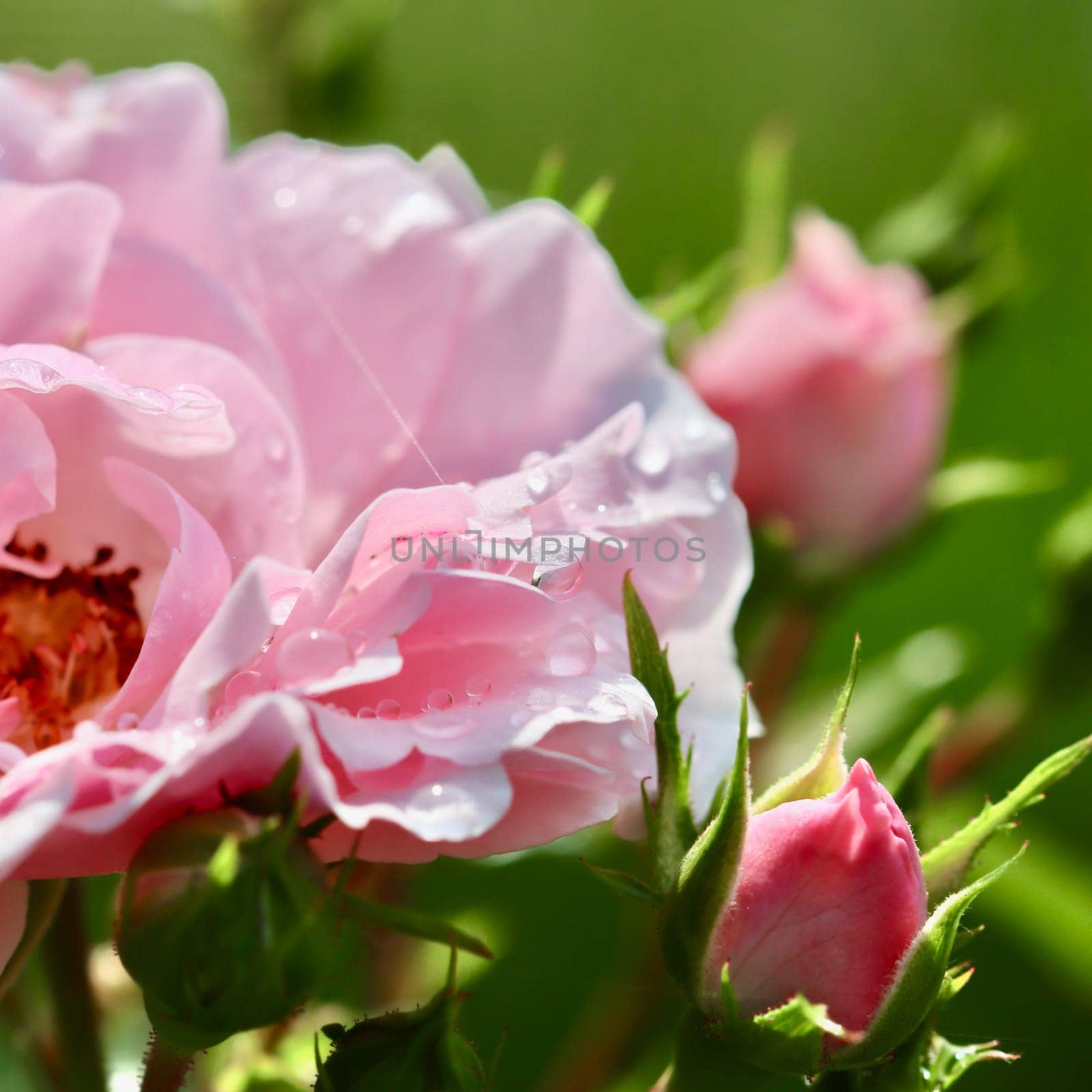 Soft pink rose Bonica and buds with dew drops in the garden. Perfect for background of greeting cards