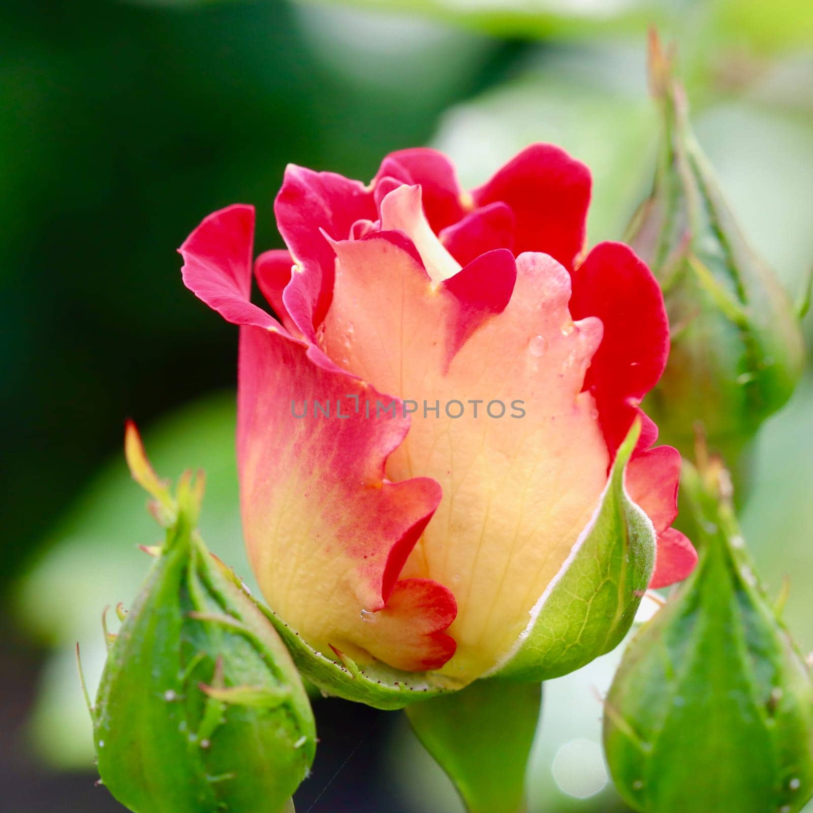 Beautiful red yellow rose with dew drops in the garden. Ideal for a greeting cards
