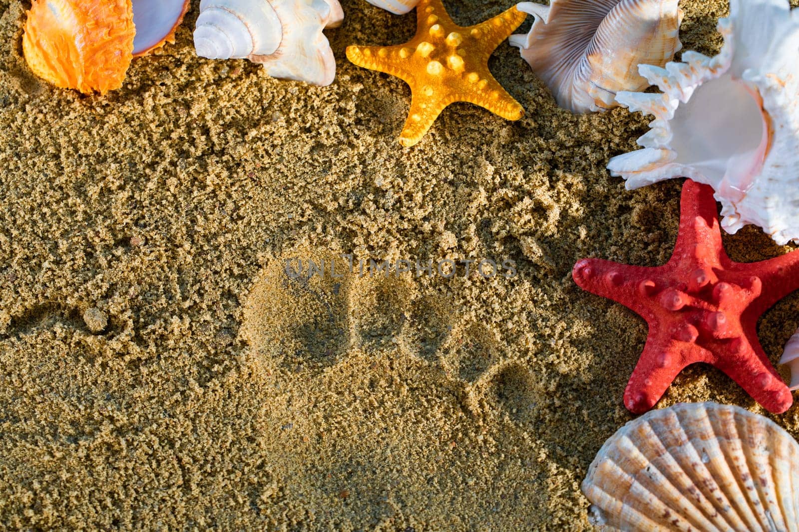 A trace on the squeak of an impressed human foot. The shell and starfish lie on the sea beach.