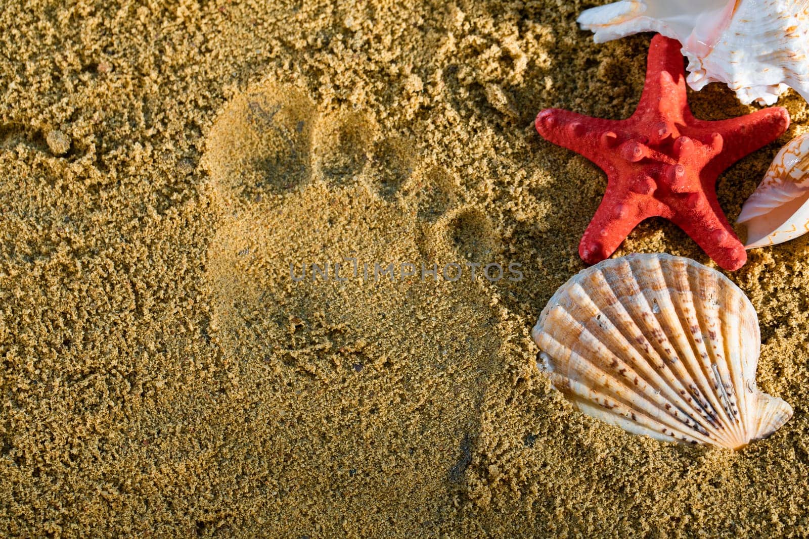 A trace on the squeak of an impressed human foot. The shell and starfish lie on the sea beach.