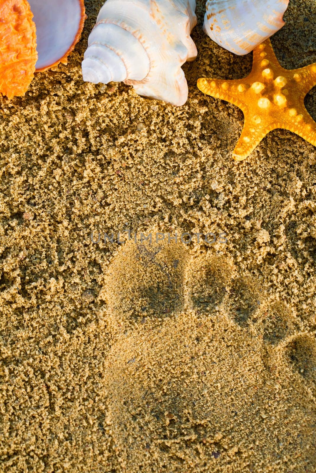 Imprinted footprint on a beach full of sand and next to it are shells and a starfish. by fotodrobik