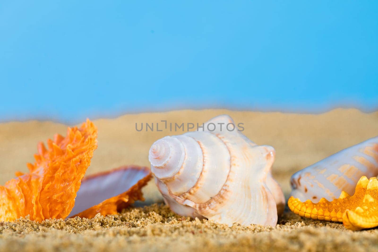 Sea beach with shells and starfish lying in the sand on a sunny day. Blue sky.