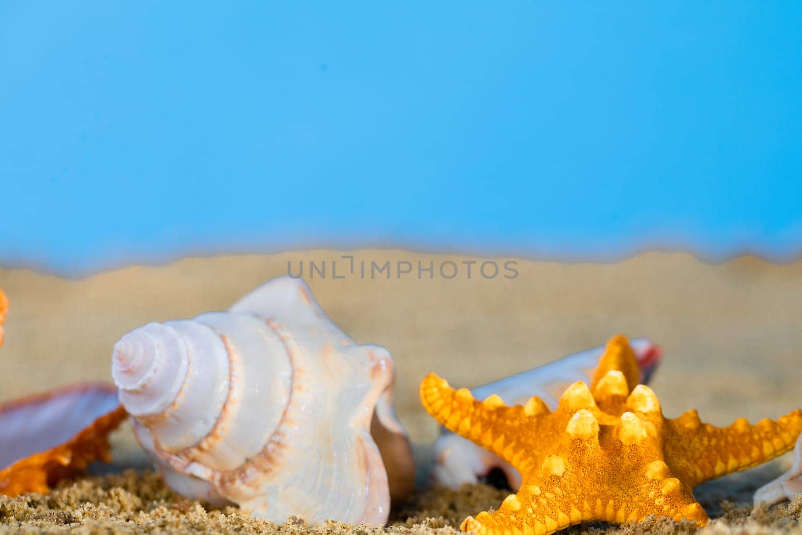 Sea beach with shells and starfish lying in the sand on a sunny day. Blue sky.