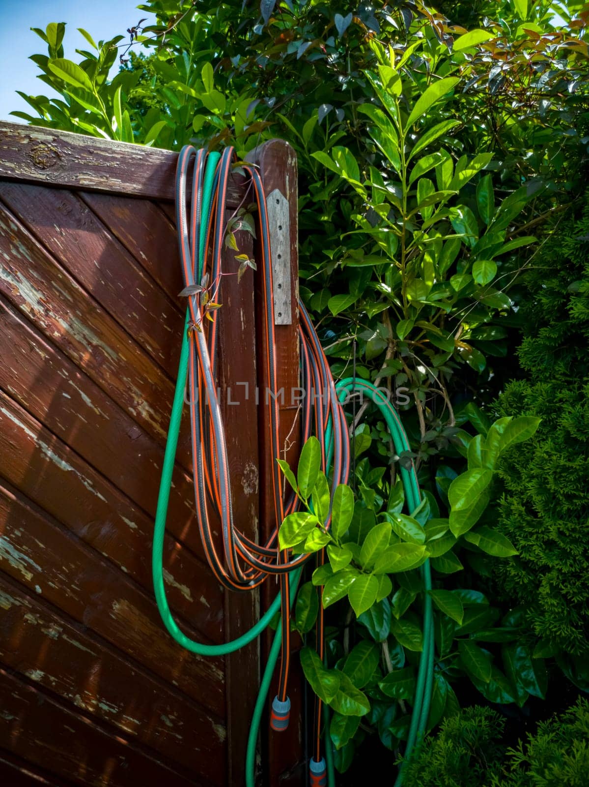 Hose hanging over wooden garden fence.