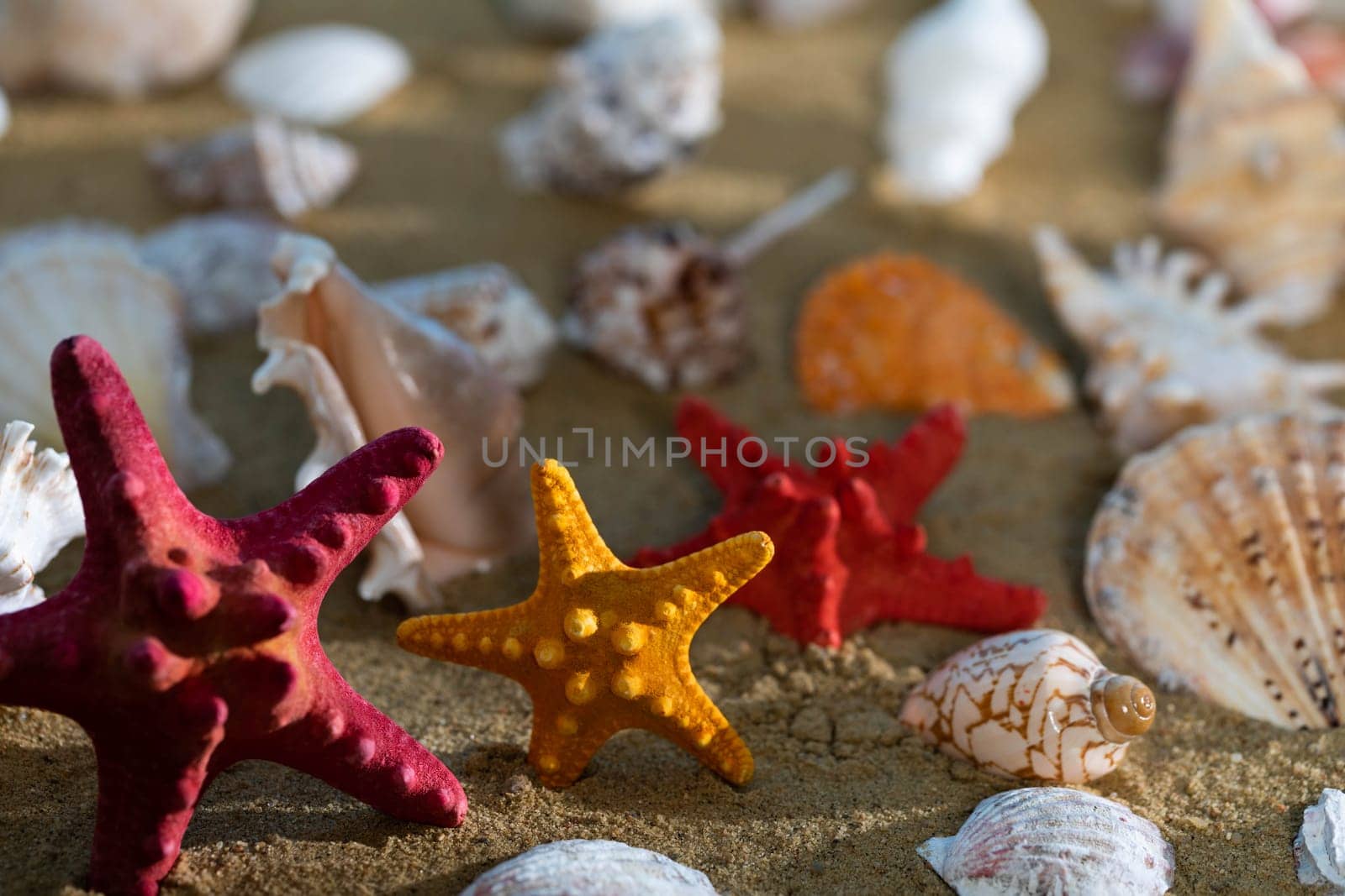 Limestone shells of snails. Abandoned shells lie on the beach. Sandy shore of the sea beach.