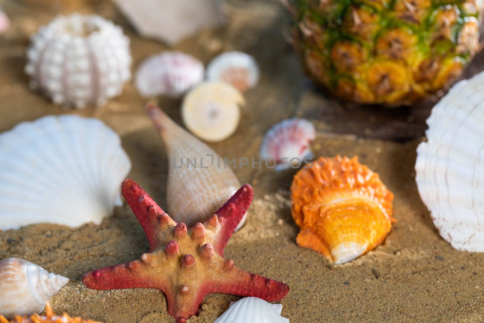 Limestone shells of snails. Abandoned shells lie on the beach. Sandy shore of the sea beach.