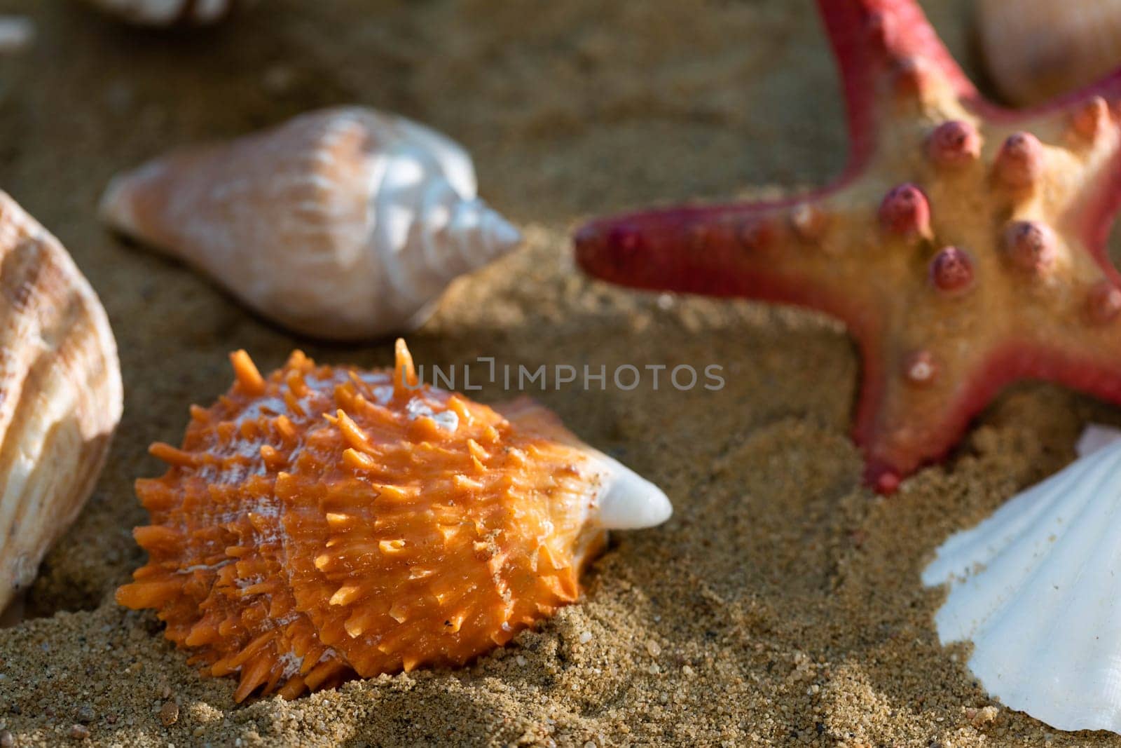 Limestone shells of snails. Abandoned shells lie on the beach. Sandy shore of the sea beach.