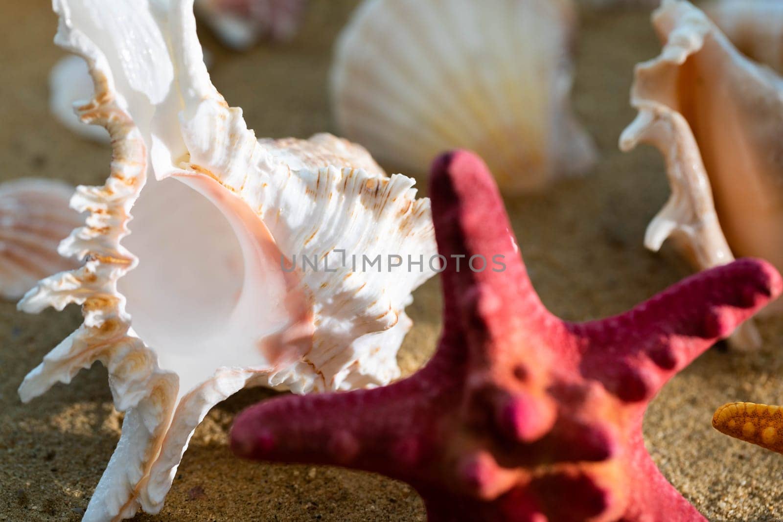 Limestone shells of snails. Abandoned shells lie on the beach. Sandy shore of the sea beach.