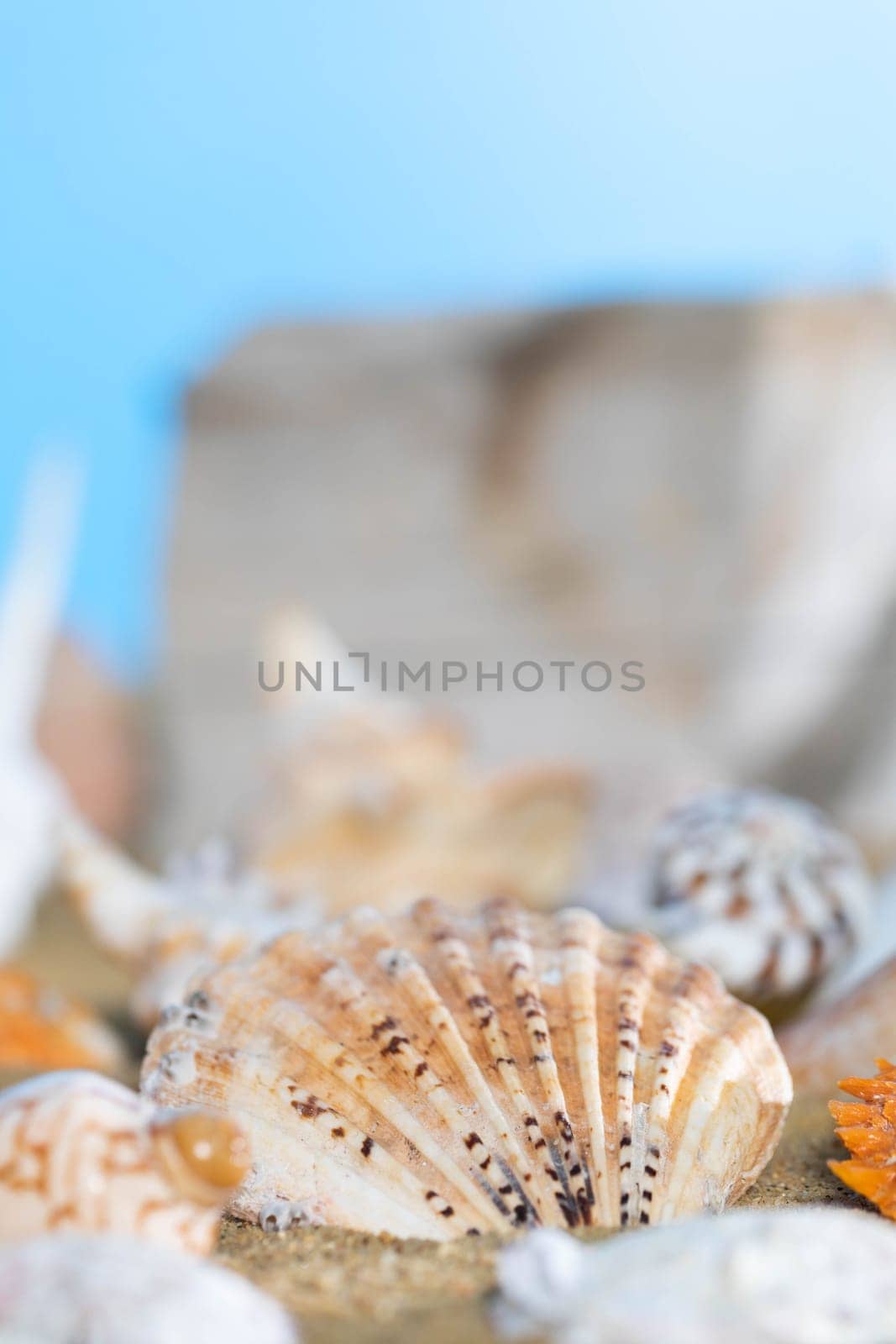 Blue sky. Limestone shells of snails. Abandoned shells lie on the beach. Sandy shore of the sea beach.