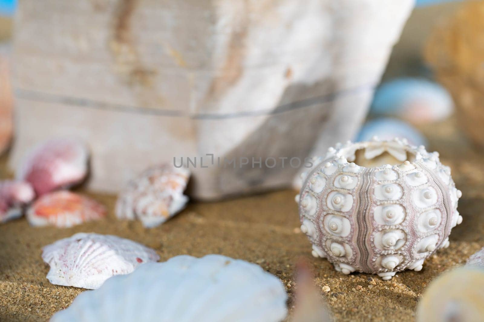 Limestone shells of snails. Abandoned shells lie on the beach. Sandy shore of the sea beach.