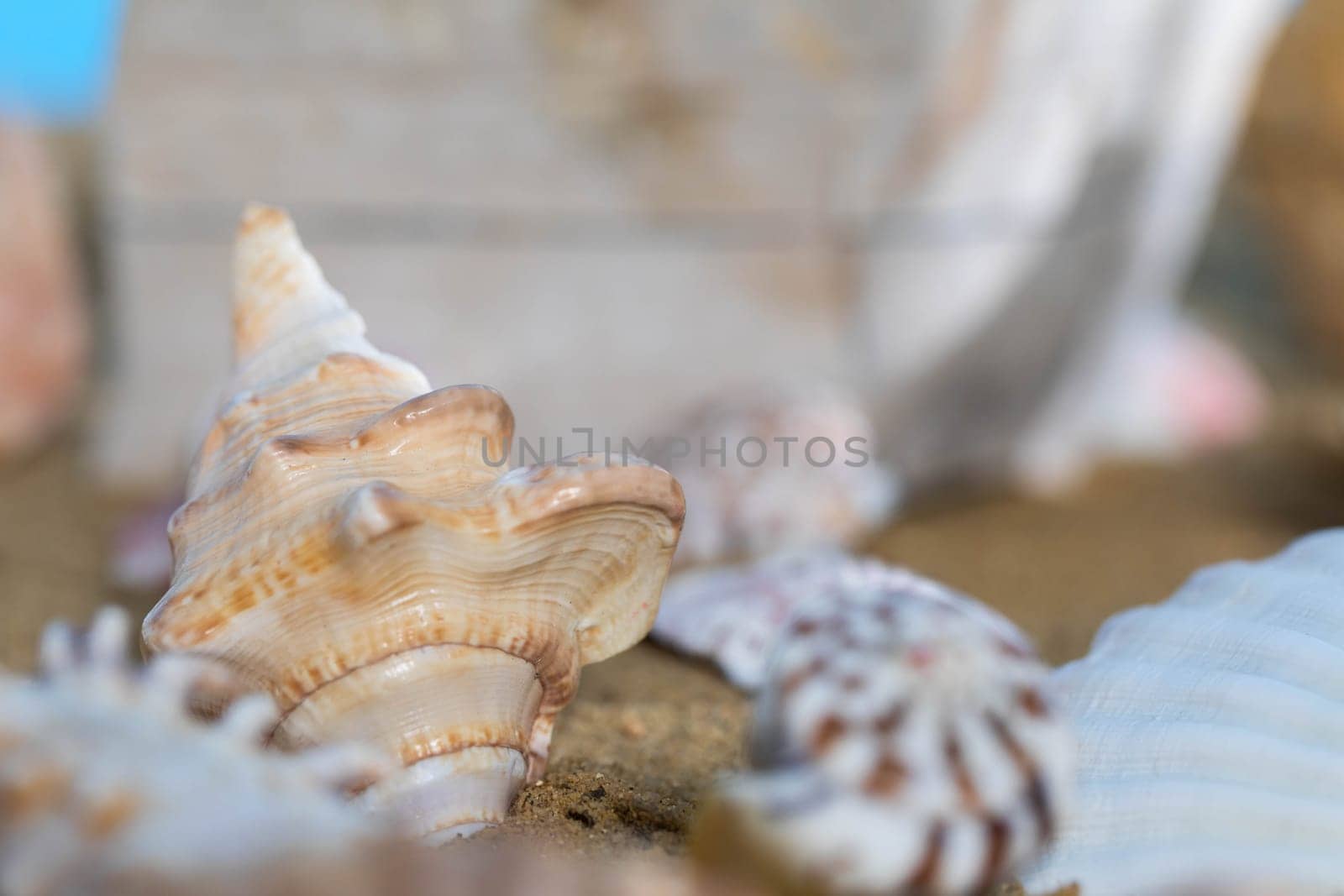 Limestone shells of snails. Abandoned shells lie on the beach. Sandy shore of the sea beach.