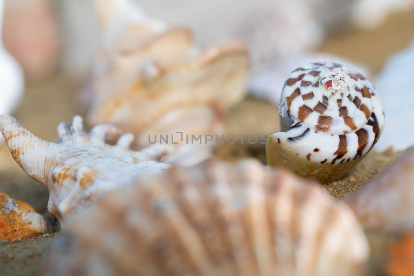 A lot of different snail shells lie on the sandy sea beach on a hot day. by fotodrobik