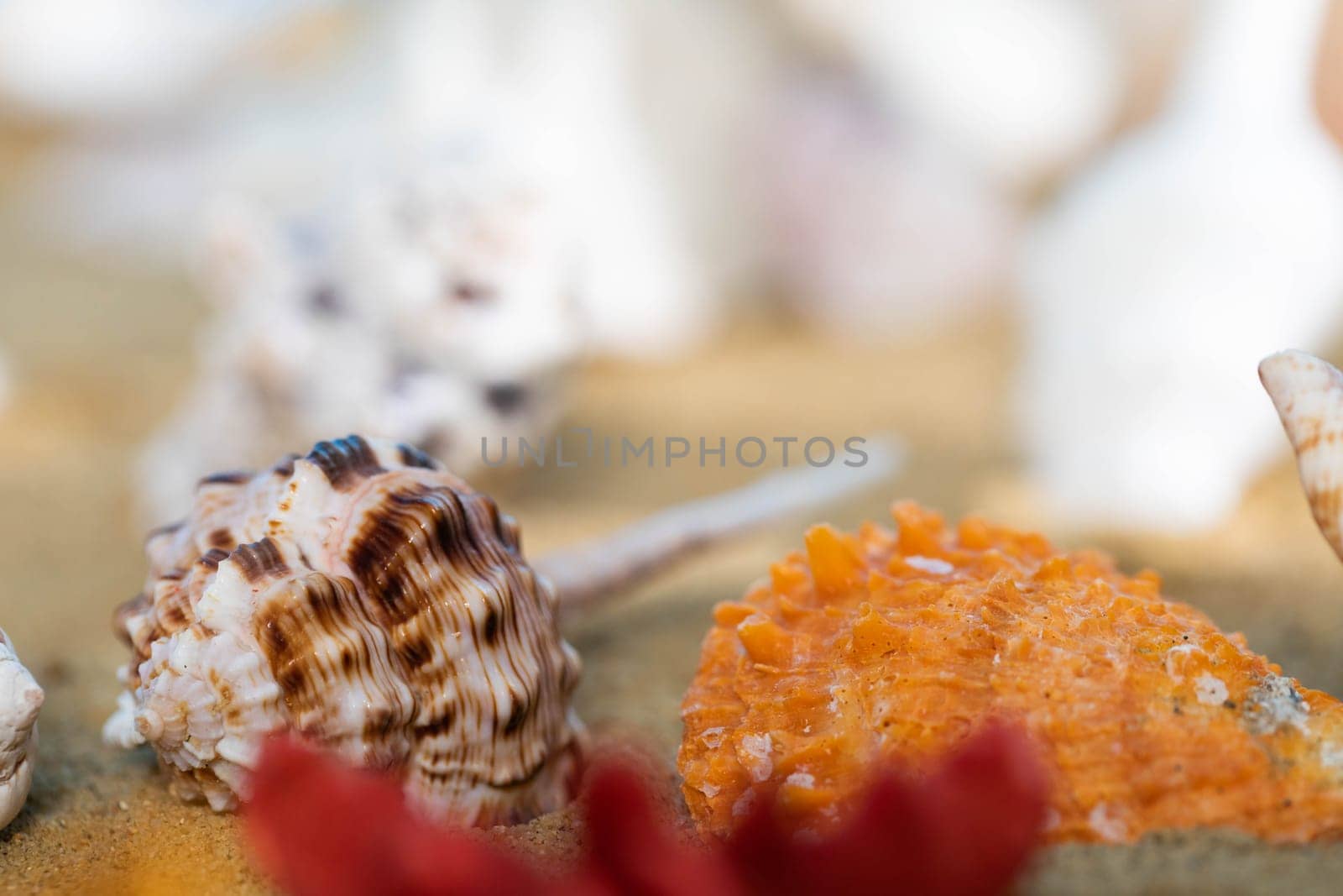 Limestone shells of snails. Abandoned shells lie on the beach. Sandy shore of the sea beach.