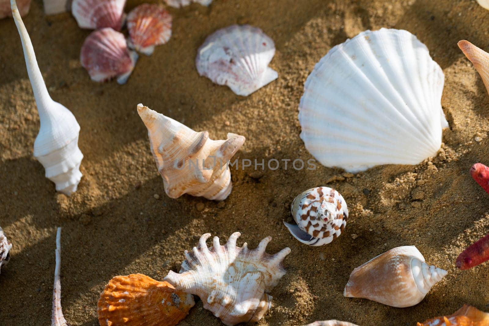 A lot of different snail shells lie on the sandy sea beach on a hot day. by fotodrobik