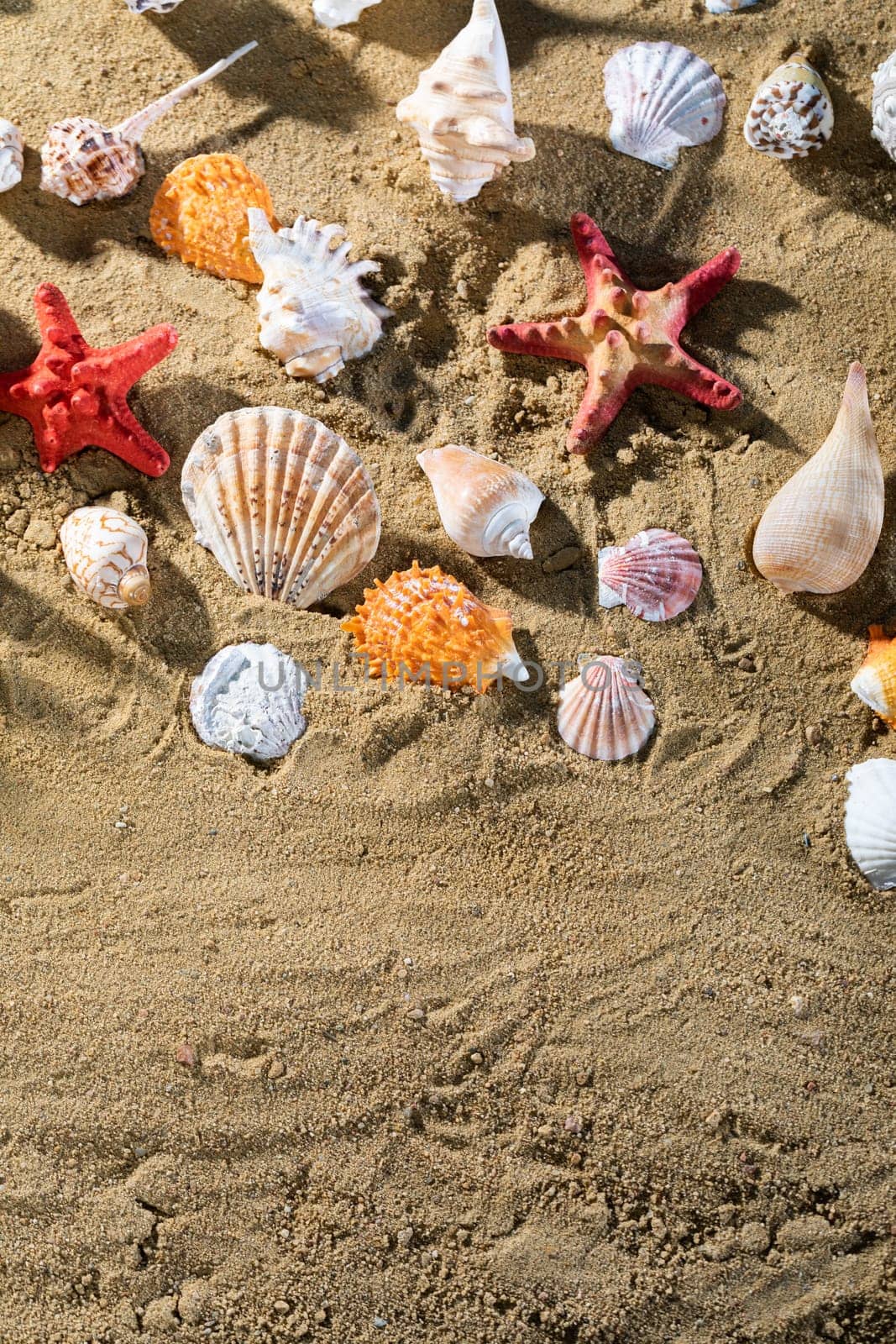 A lot of different snail shells lie on the sandy sea beach on a hot day. by fotodrobik