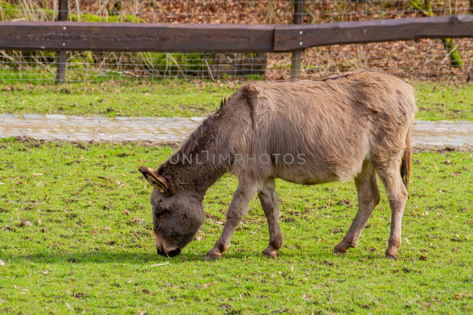 Grey donkey grazing on meadow. High quality photo