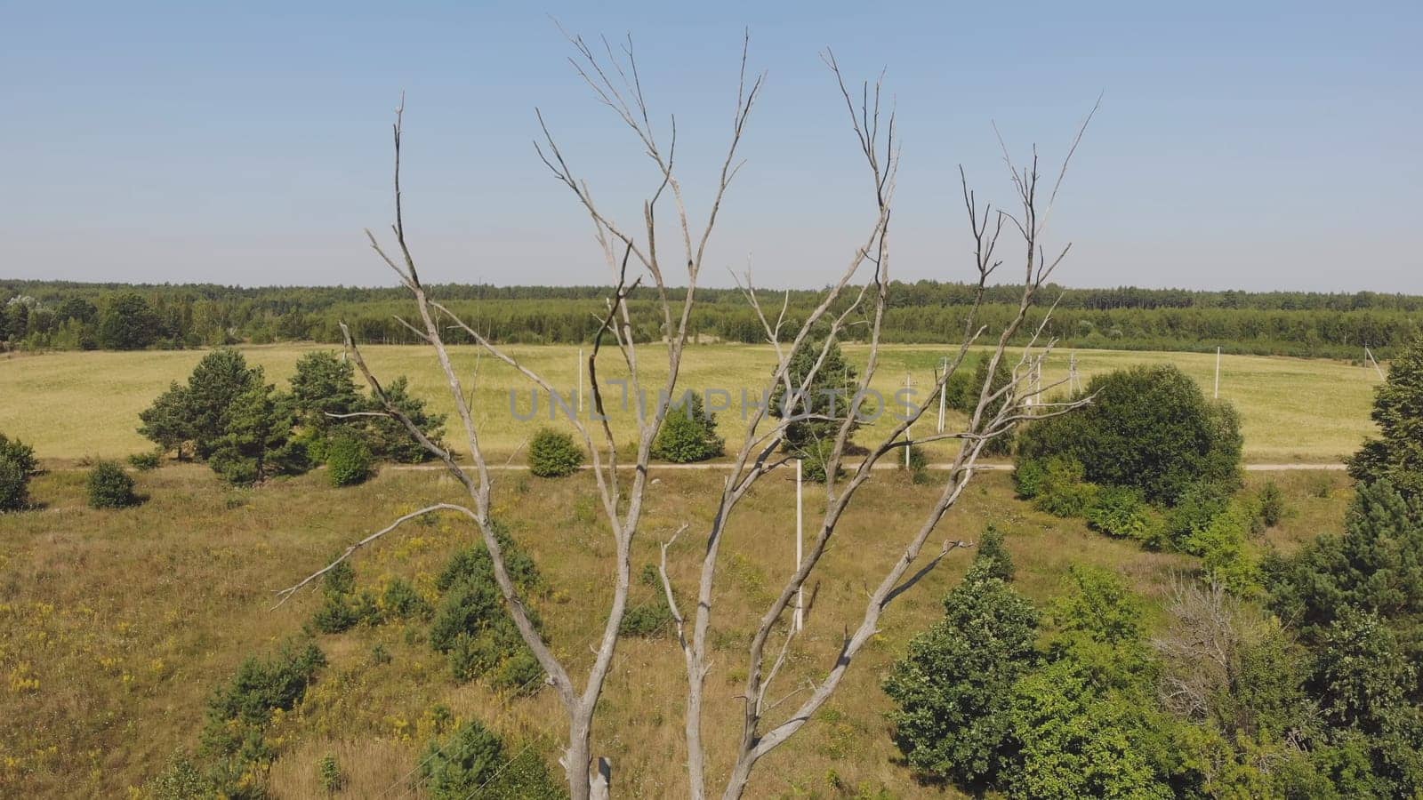 A dried up dead tree in a field