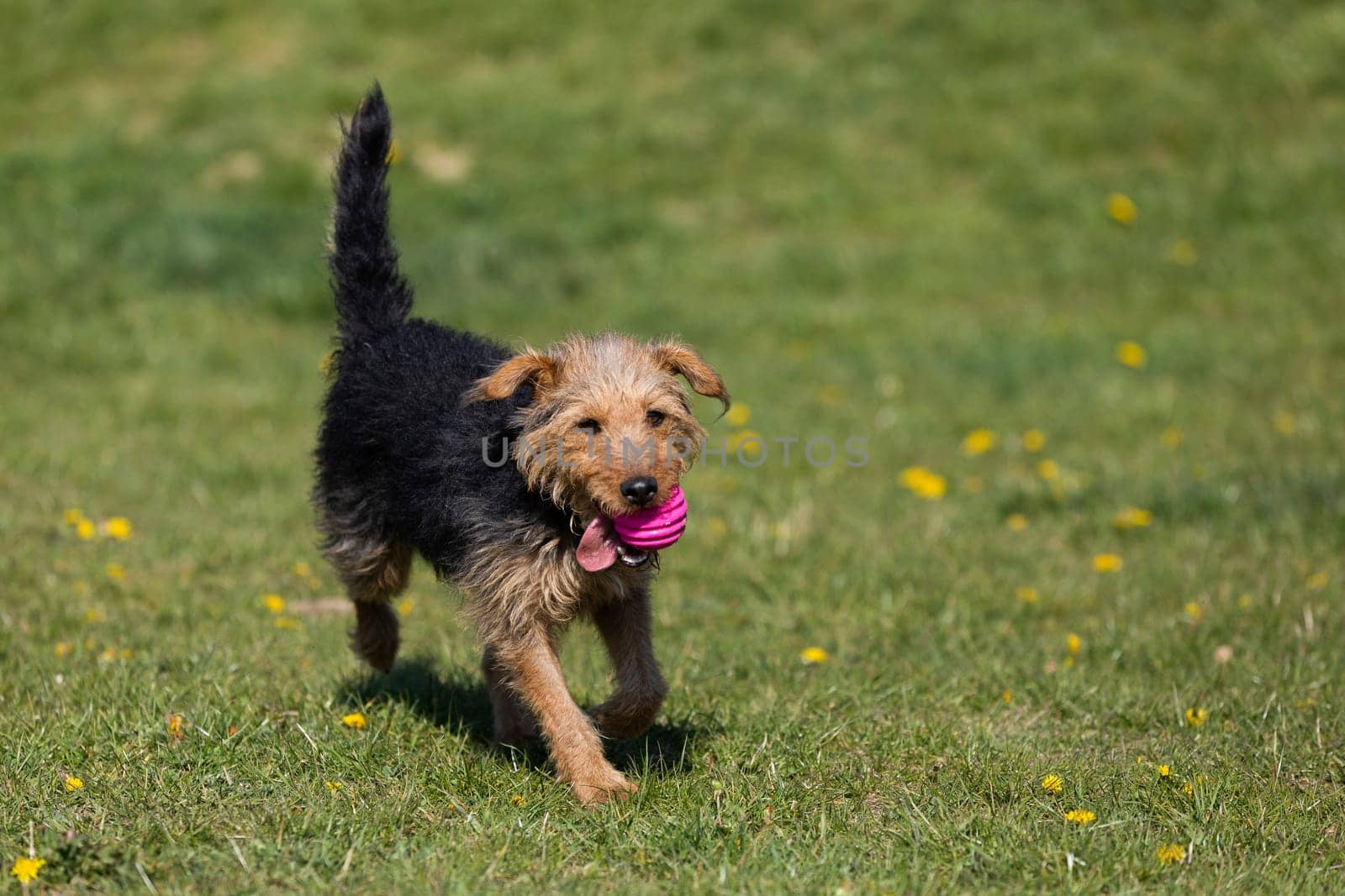 The dog after catching a small ball returns to the master on the green lawn.