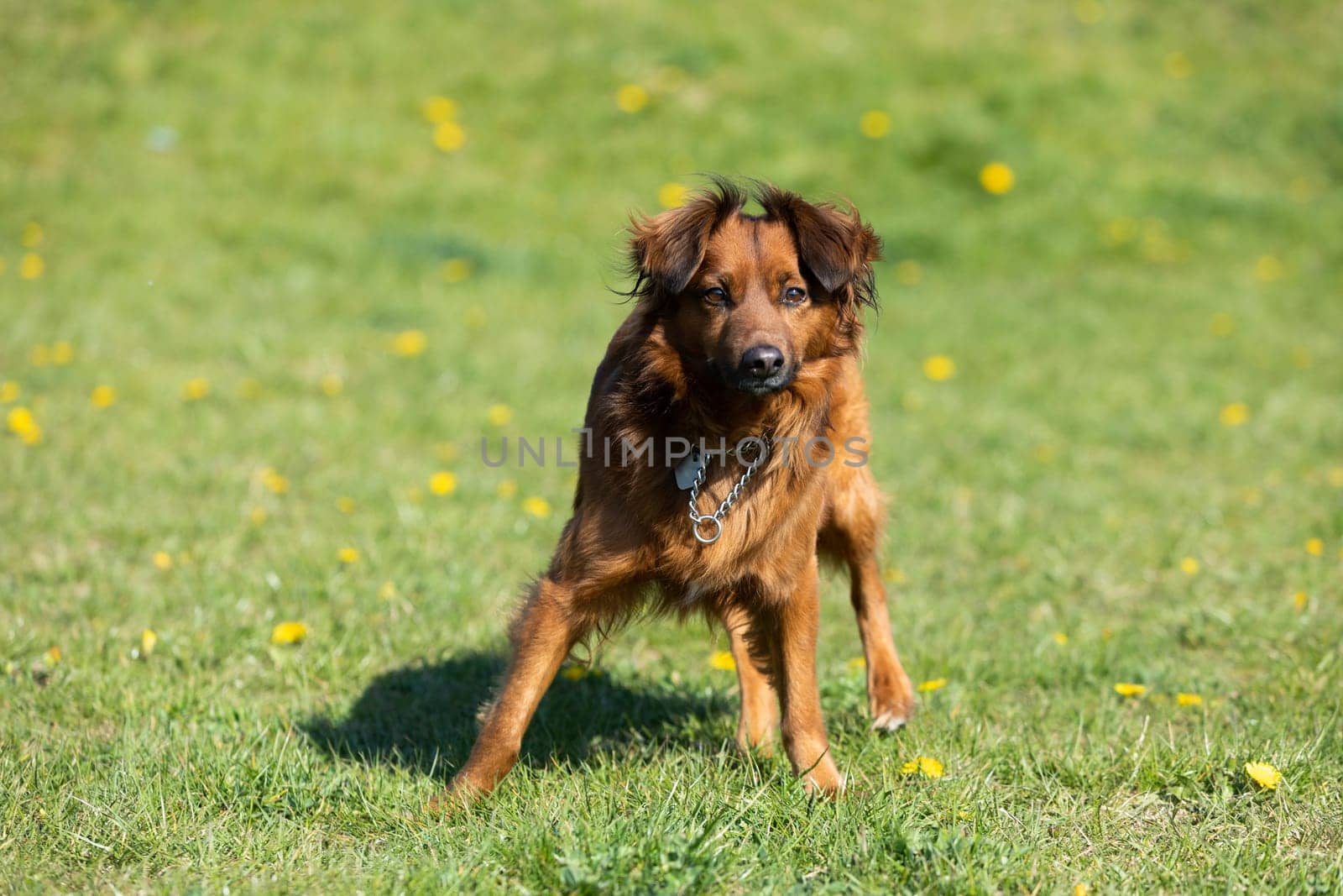 The mixed-breed dog stands uncertain on the green lawn and looks intensely.