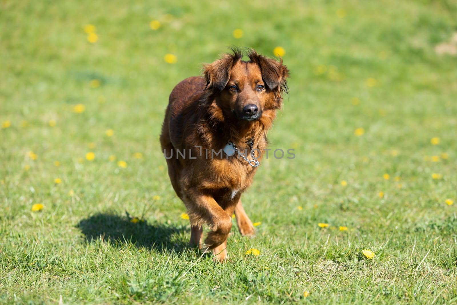 The mixed-breed dog stands uncertain on the green lawn and looks intensely.