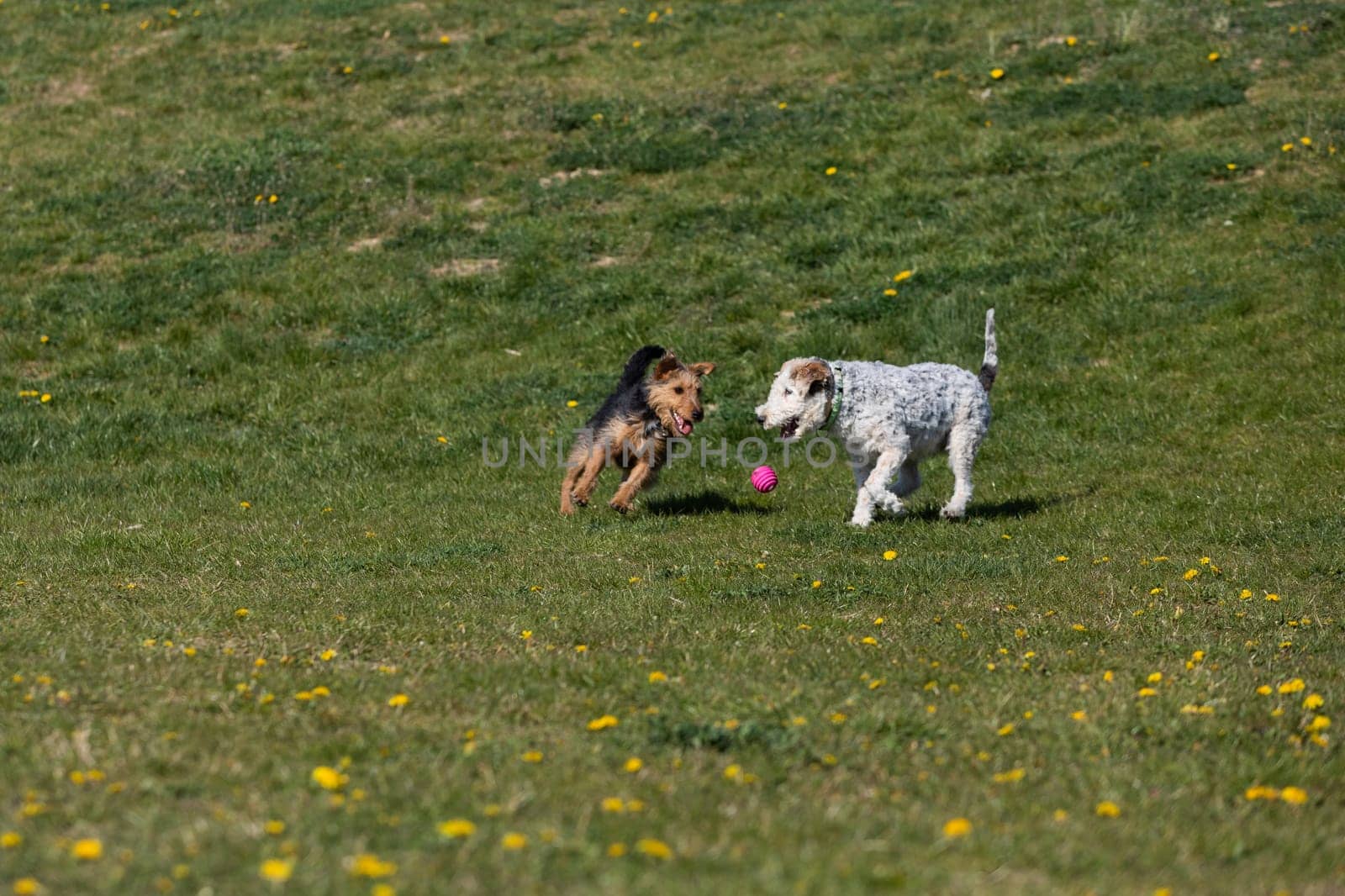 On the green grass two dogs run after the owner throws the ball and play together.