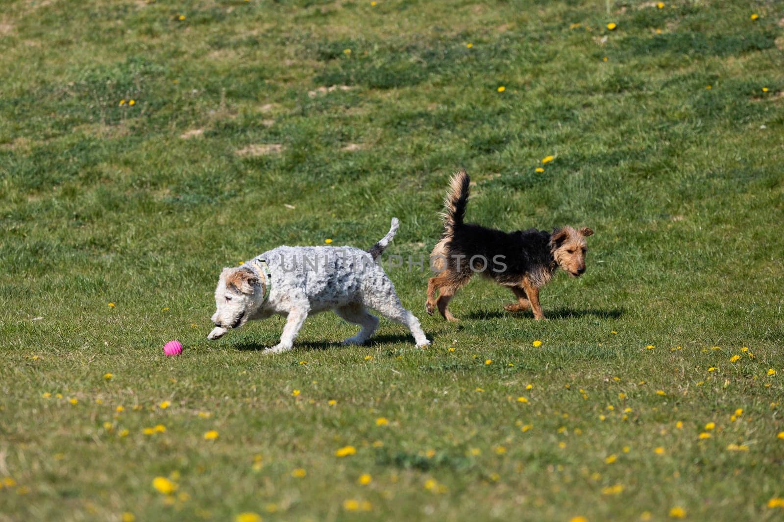 On the green grass two dogs run after the owner throws the ball and play together.