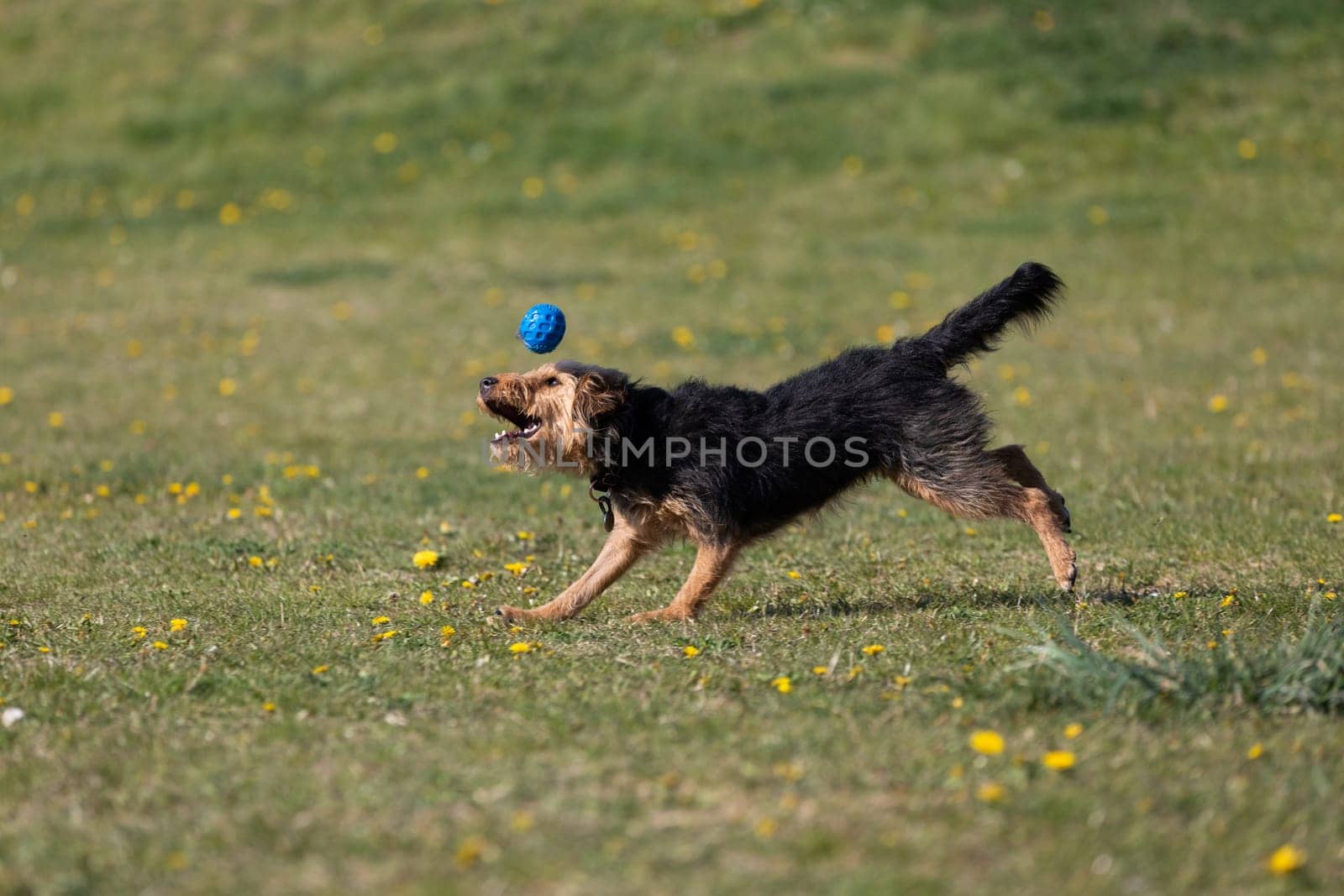 A dog runs on the green lawn and has learned to properly retrieve a rubber ball.