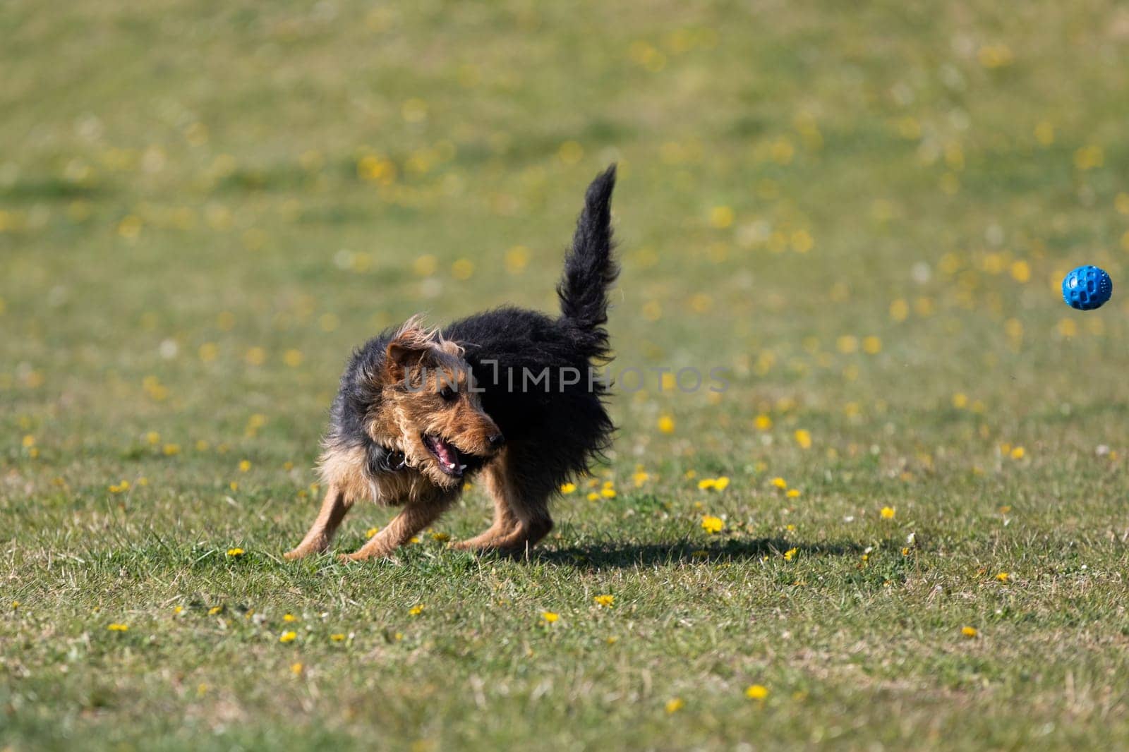 A dog runs on the green lawn and has learned to properly retrieve a rubber ball.