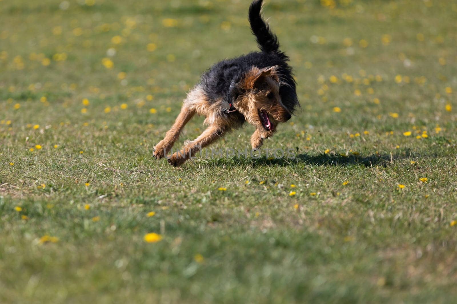 A dog runs on the green lawn and has learned to properly retrieve a rubber ball.