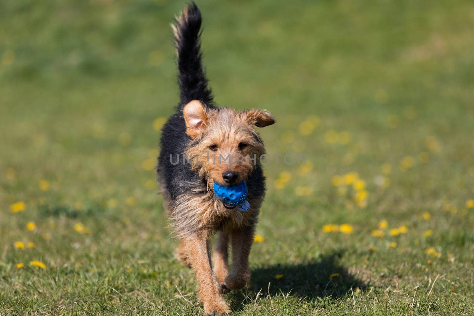 The dog after catching a small ball returns to the master on the green lawn.