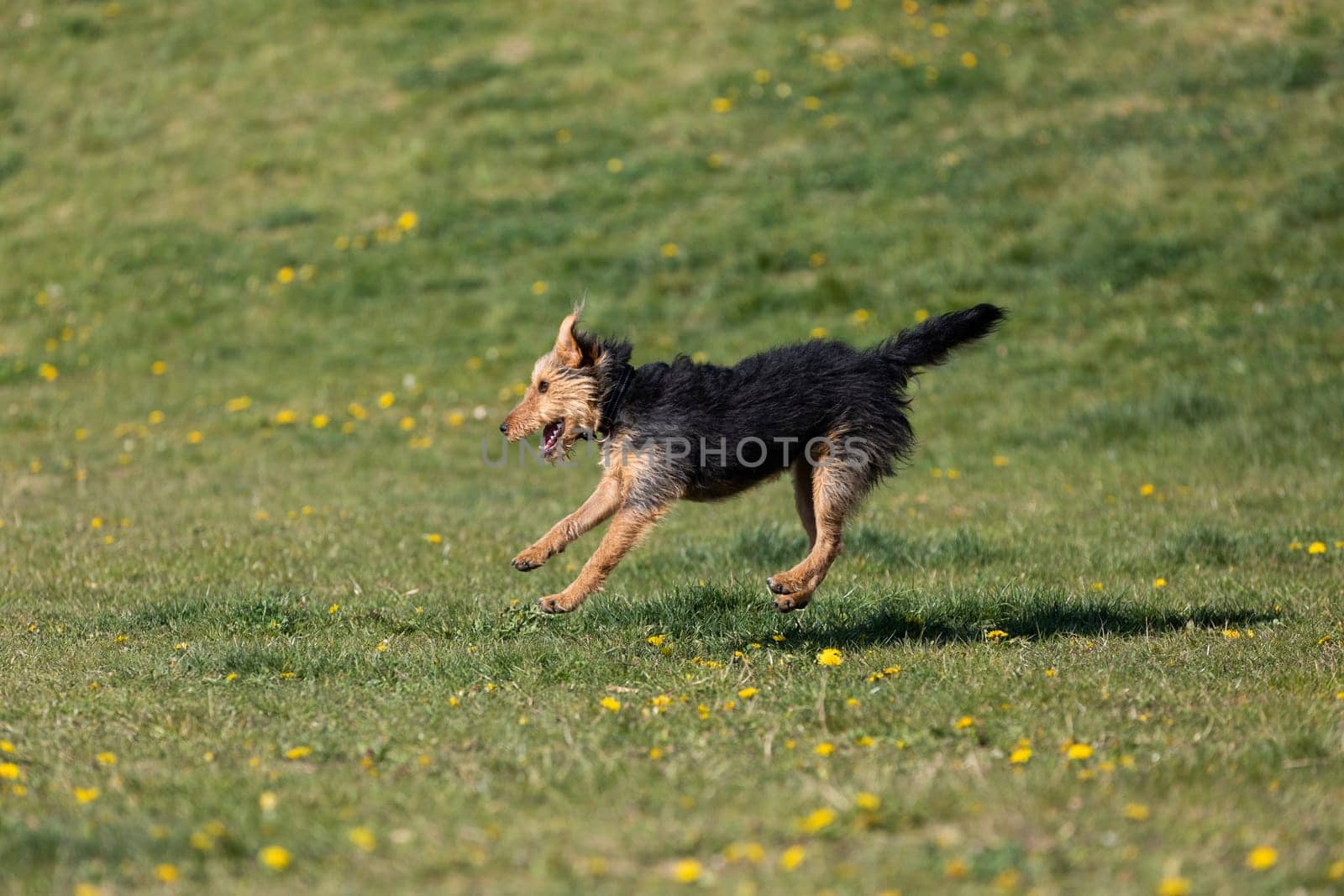 On the green catwalk, the dog trains hard jumps to catch the ball.