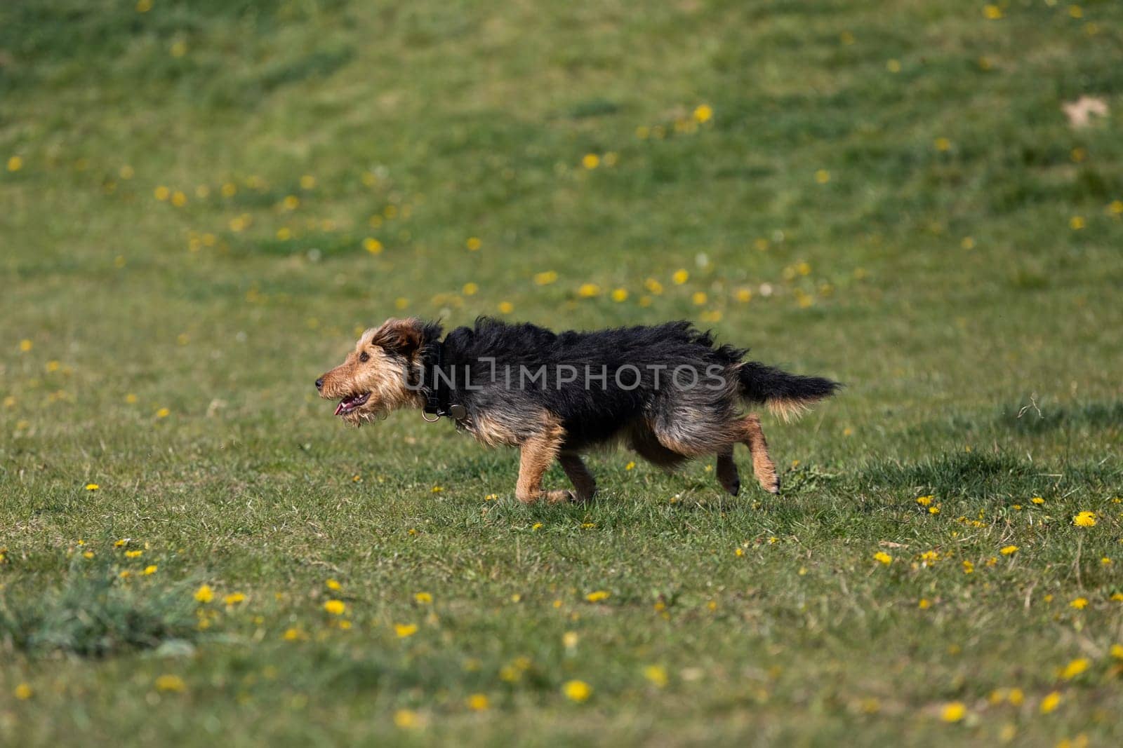 A dog runs on the green lawn and has learned to properly retrieve a rubber ball.