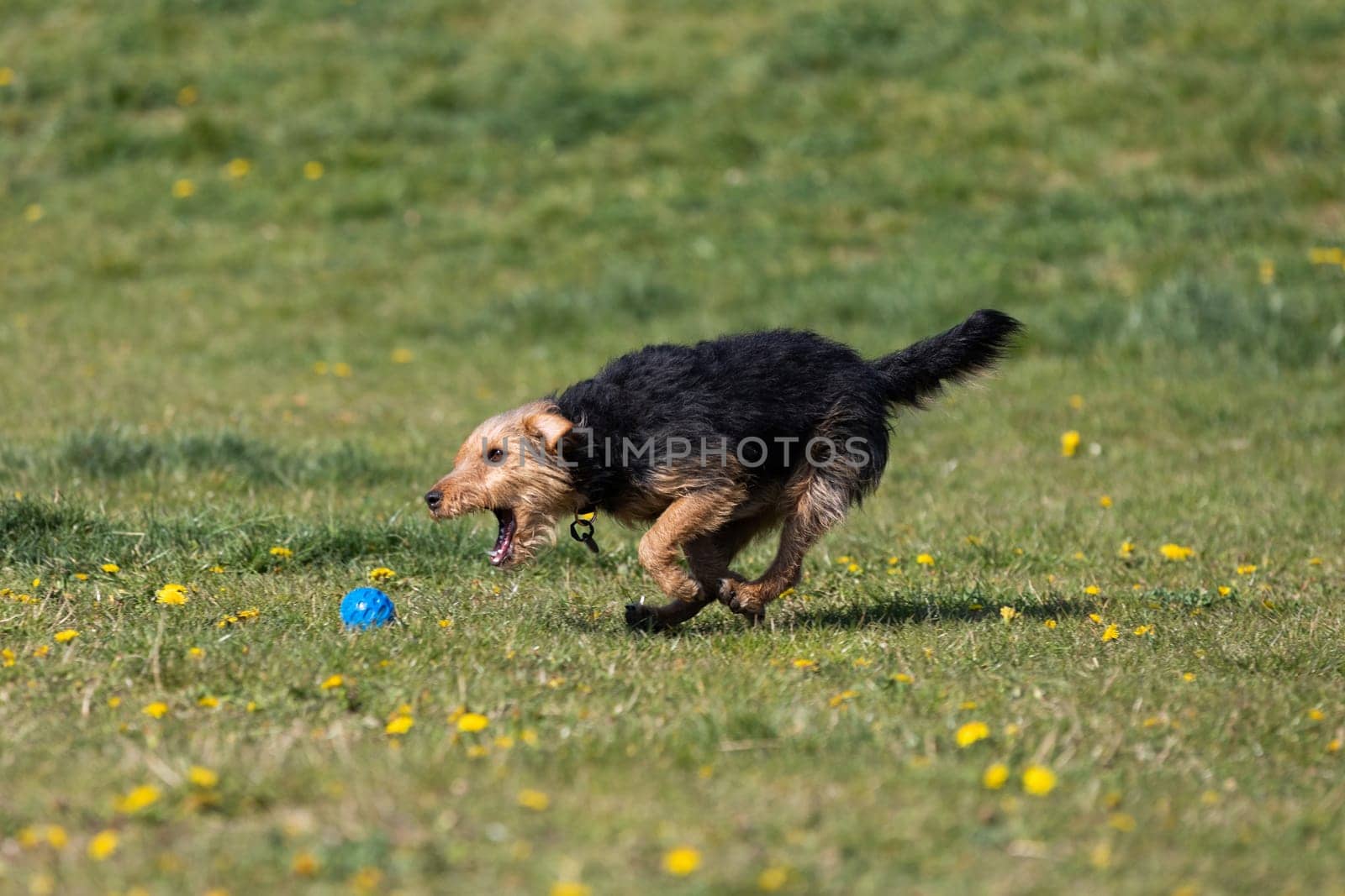 A dog runs on the green lawn and has learned to properly retrieve a rubber ball.