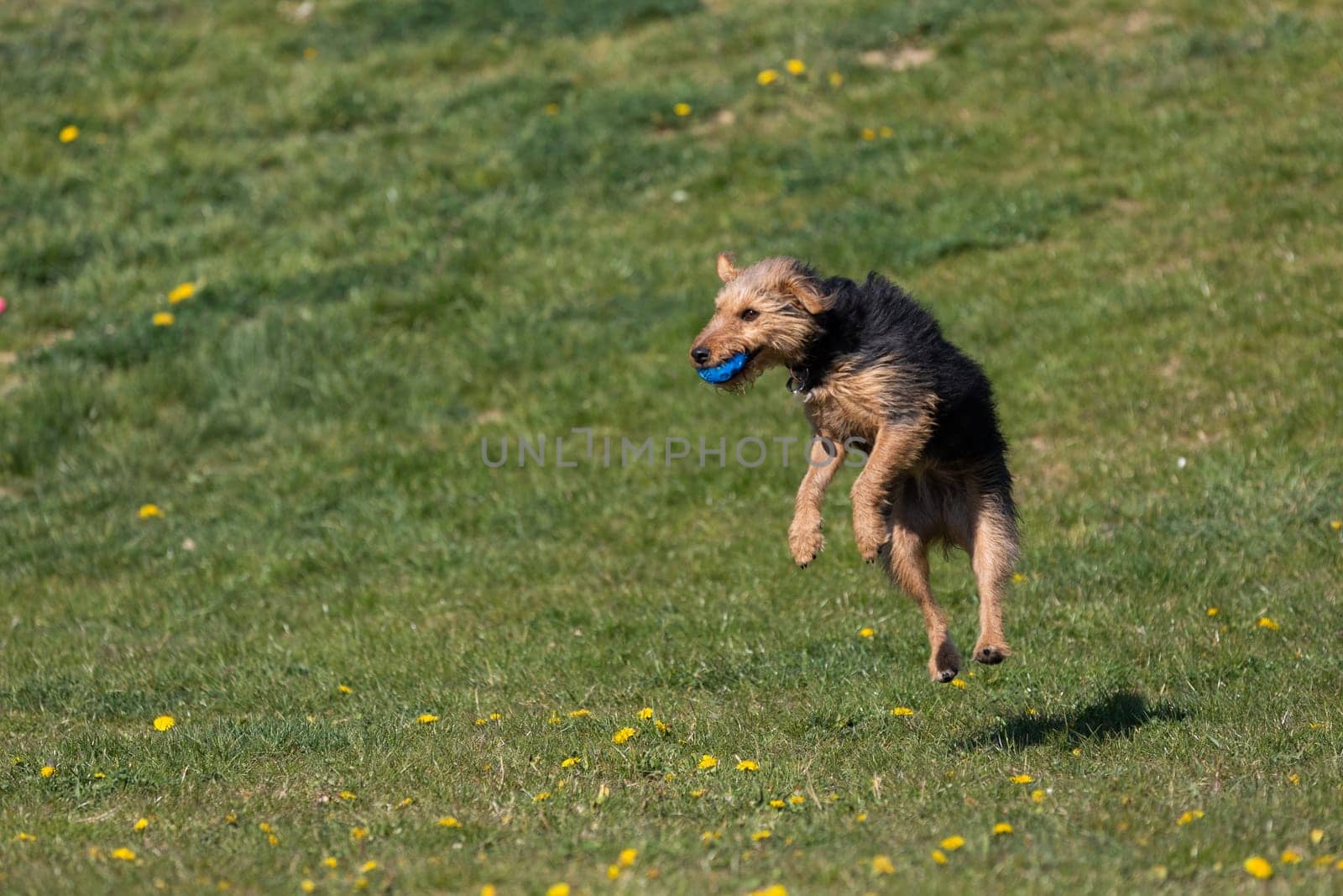 On the green catwalk, the dog trains hard jumps to catch the ball.