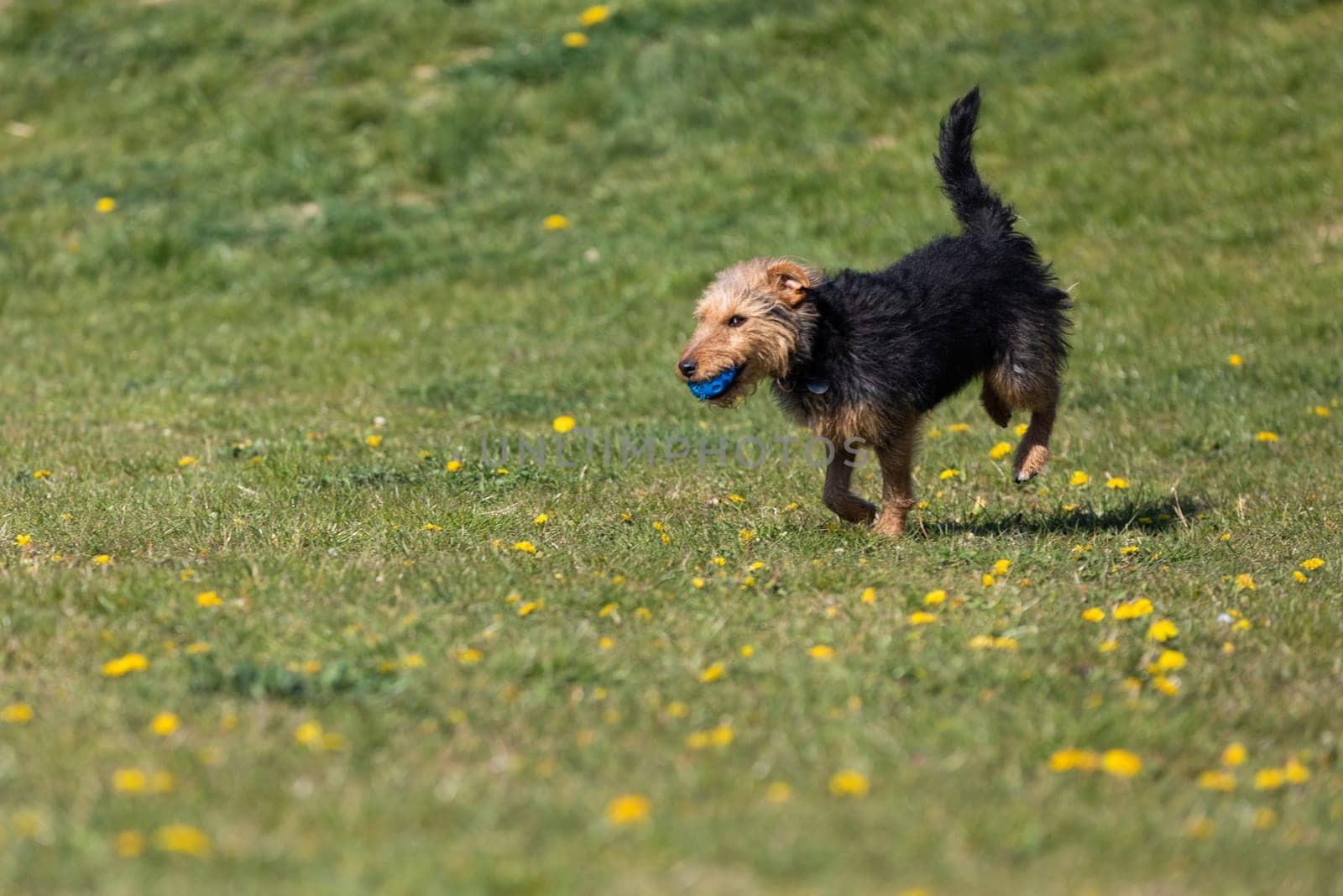 The dog after catching a small ball returns to the master on the green lawn.