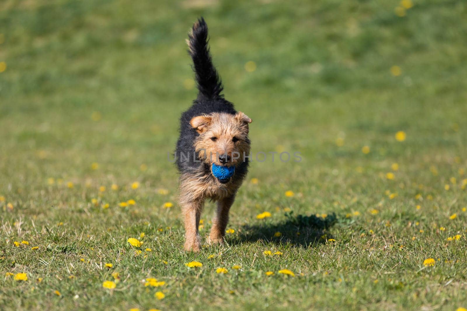 The dog after catching a small ball returns to the master on the green lawn.