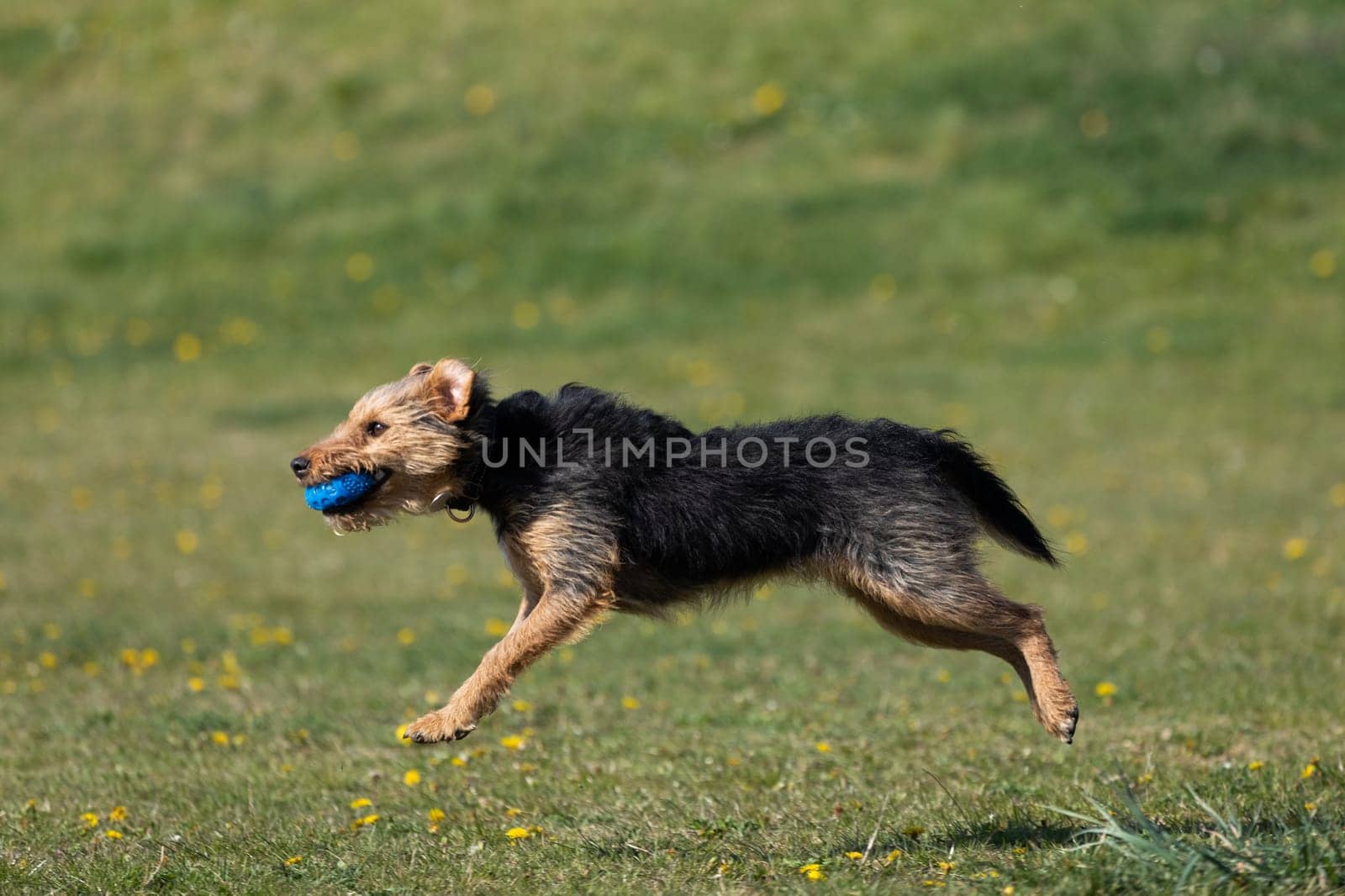 On the green catwalk, the dog trains hard jumps to catch the ball.