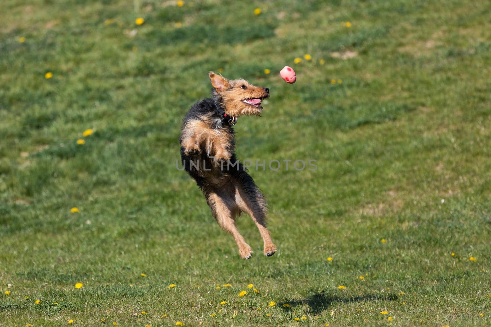 On the green catwalk, the dog trains hard jumps to catch the ball.