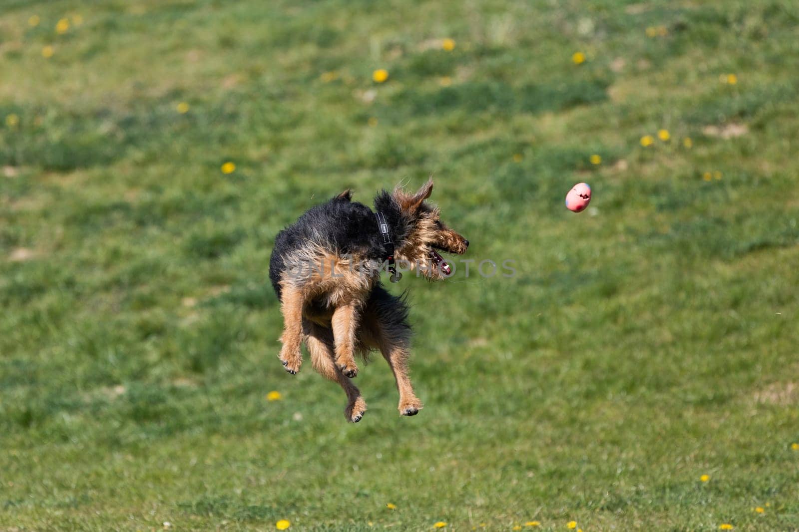 On the green catwalk, the dog trains hard jumps to catch the ball.