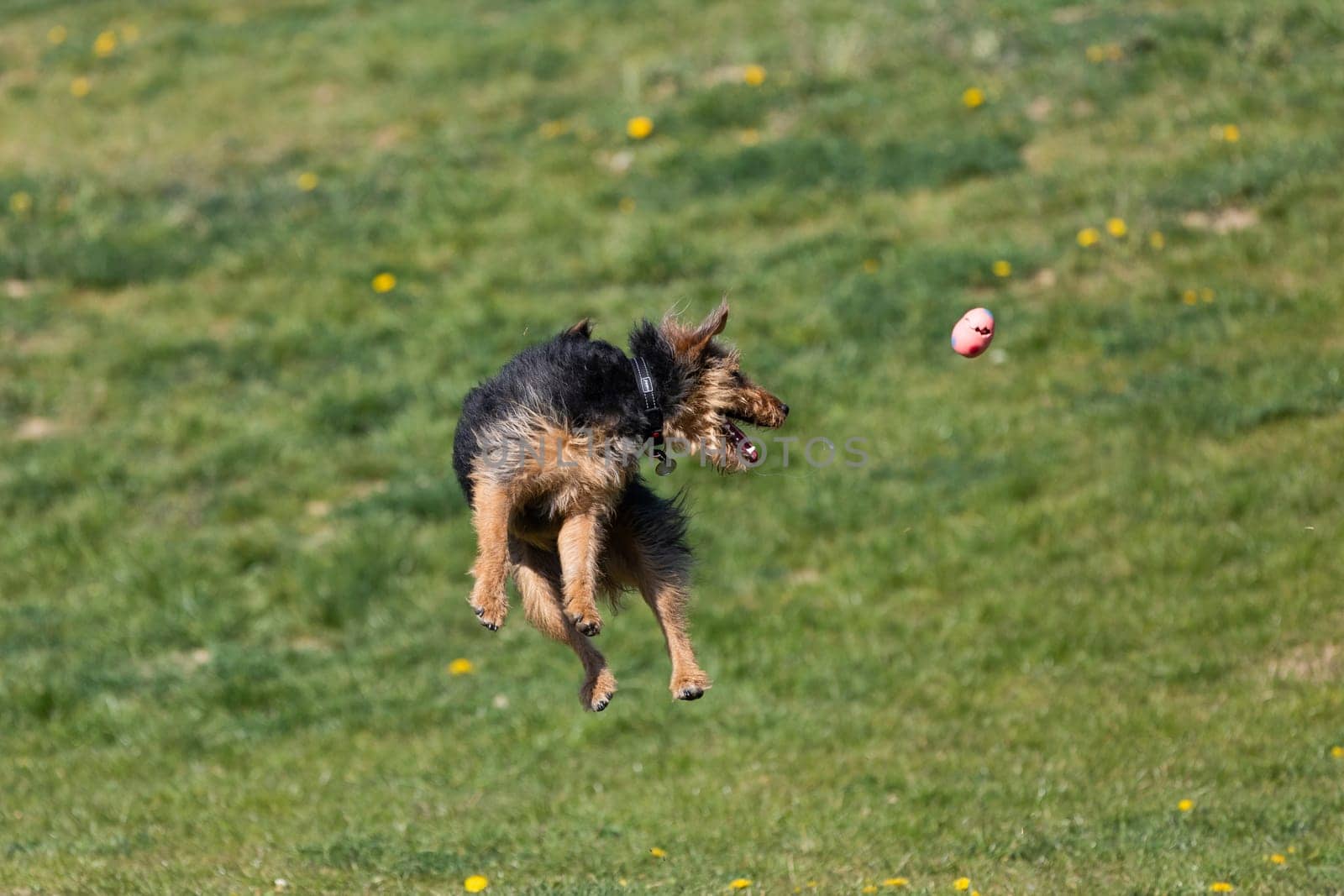 On the green catwalk, the dog trains hard jumps to catch the ball.