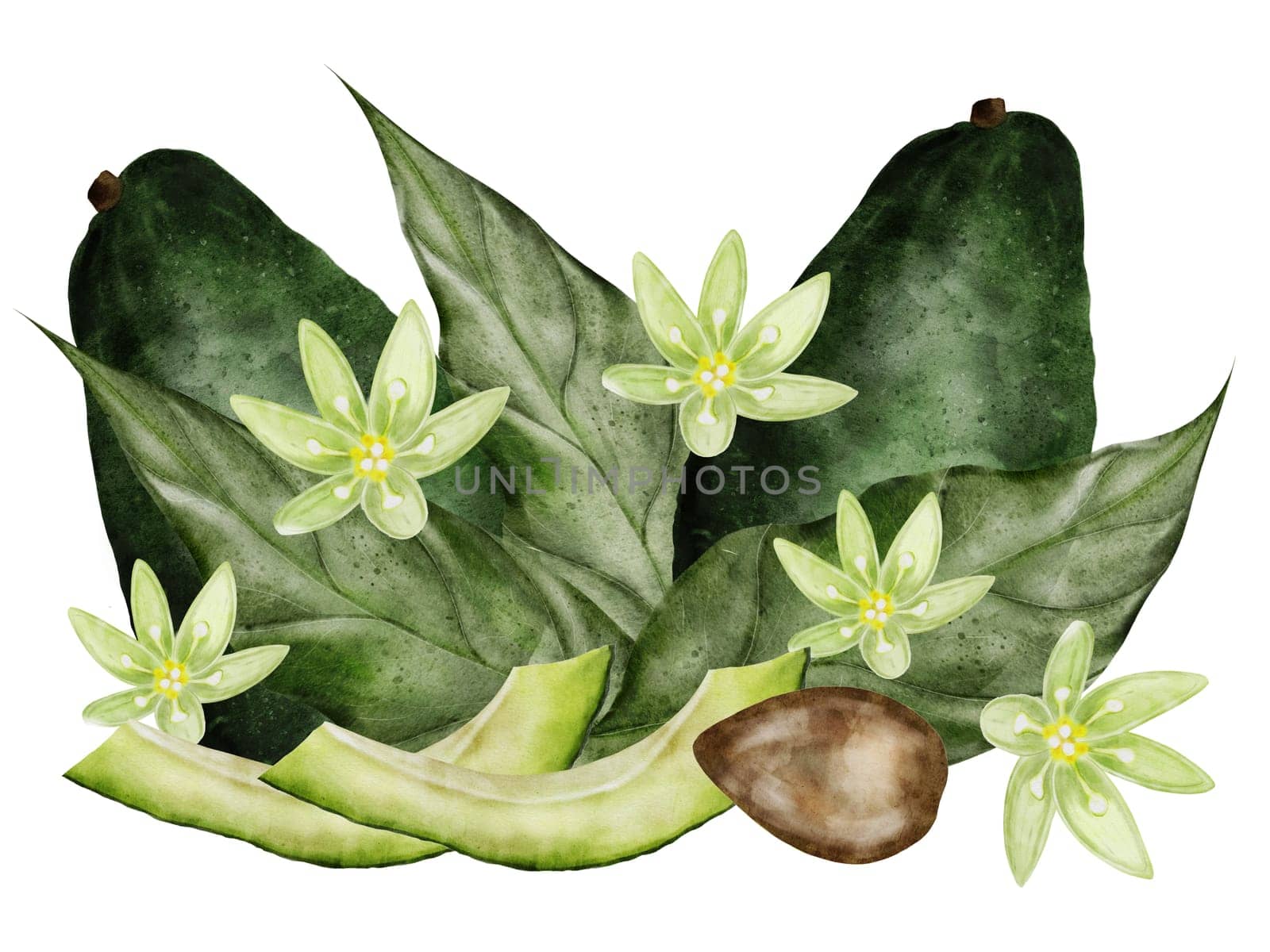 Avocado clipart. Ripe exotic fruits in a composition with leaves and flowers. Botanical illustration for vegetarian restaurant recipes and menus. High quality illustration