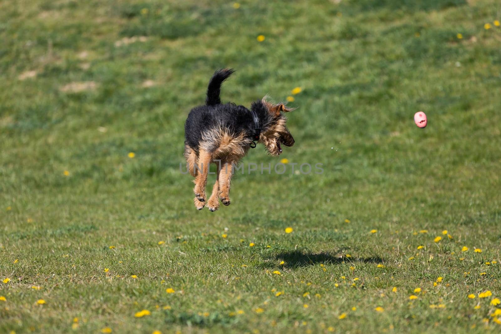 On the green catwalk, the dog trains hard jumps to catch the ball.