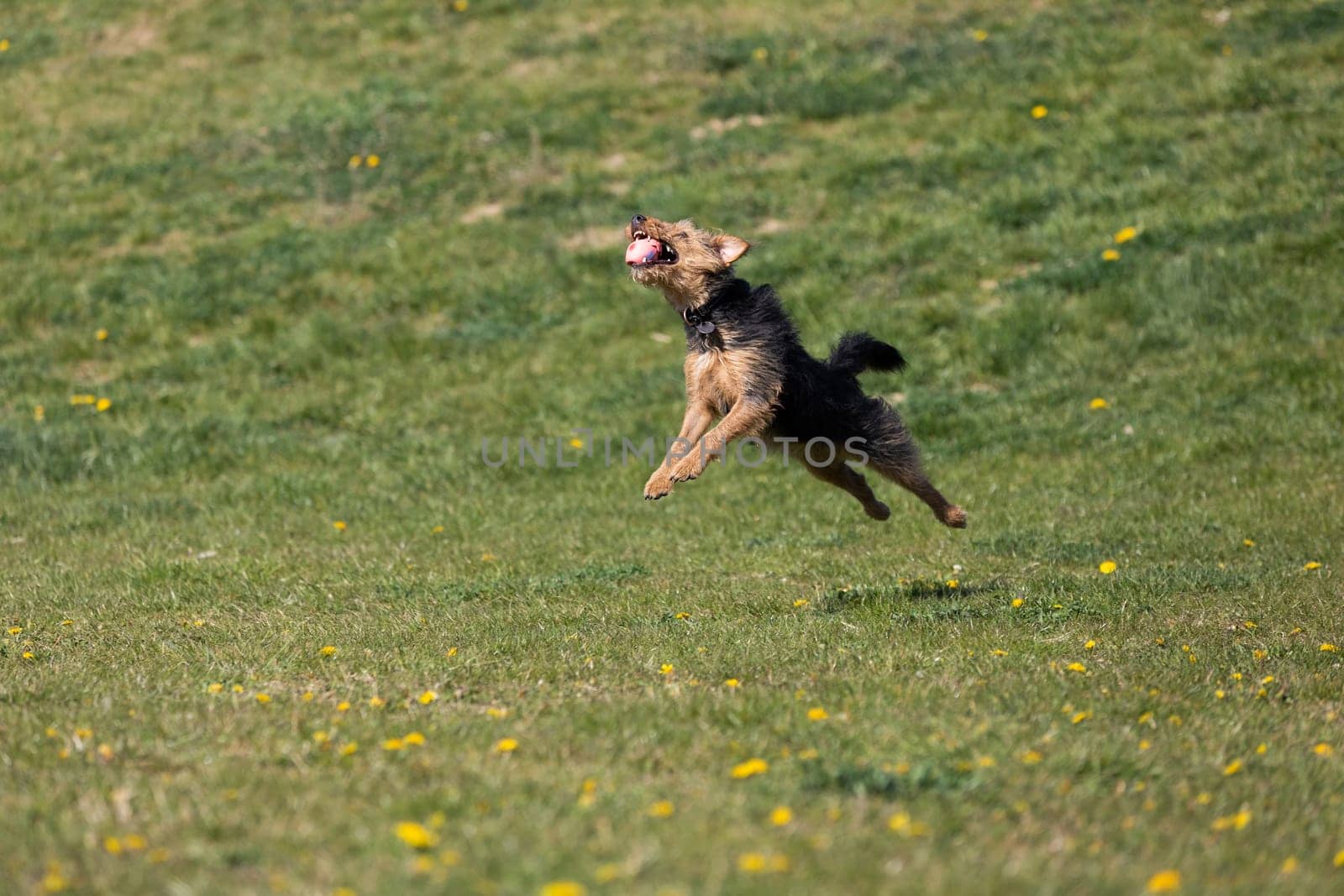 On the green catwalk, the dog trains hard jumps to catch the ball.