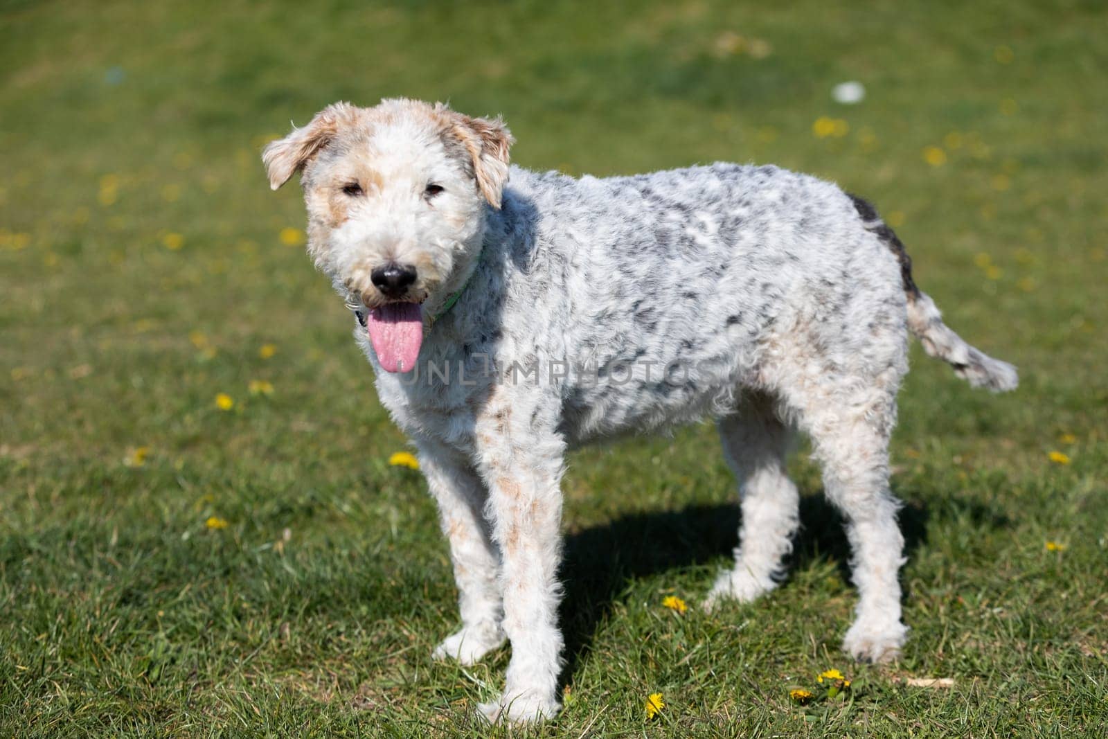 The shaggy dog walks slowly on the green grass and you can see that he is hot and thirsty.