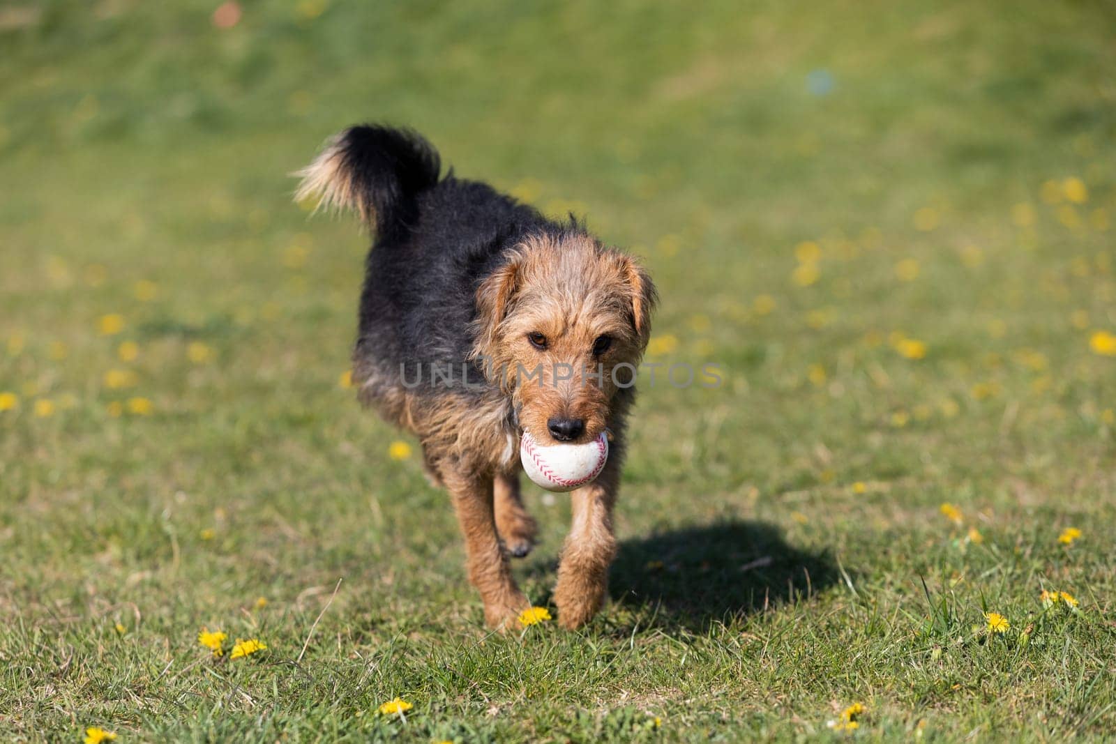 The dog after catching a small ball returns to the master on the green lawn.